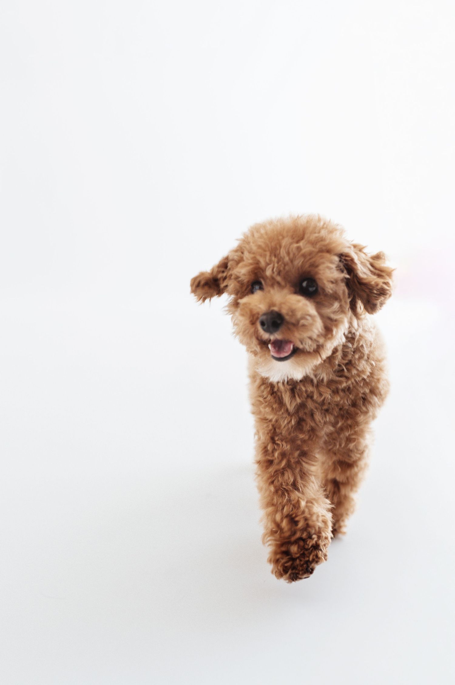 Happy fluffy brown toy poodle running toward the camera on a white background.