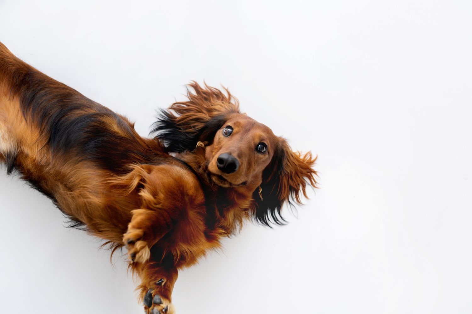 Long-haired Dachshund with flowing ears jumping playfully against white background.