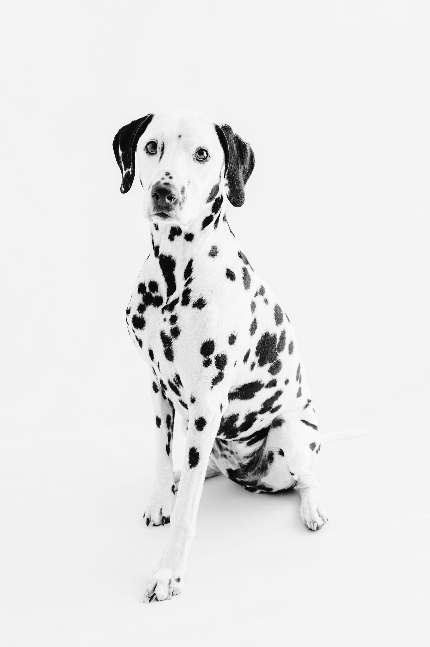 Black and white photo of a Dalmatian dog sitting upright against a white background.