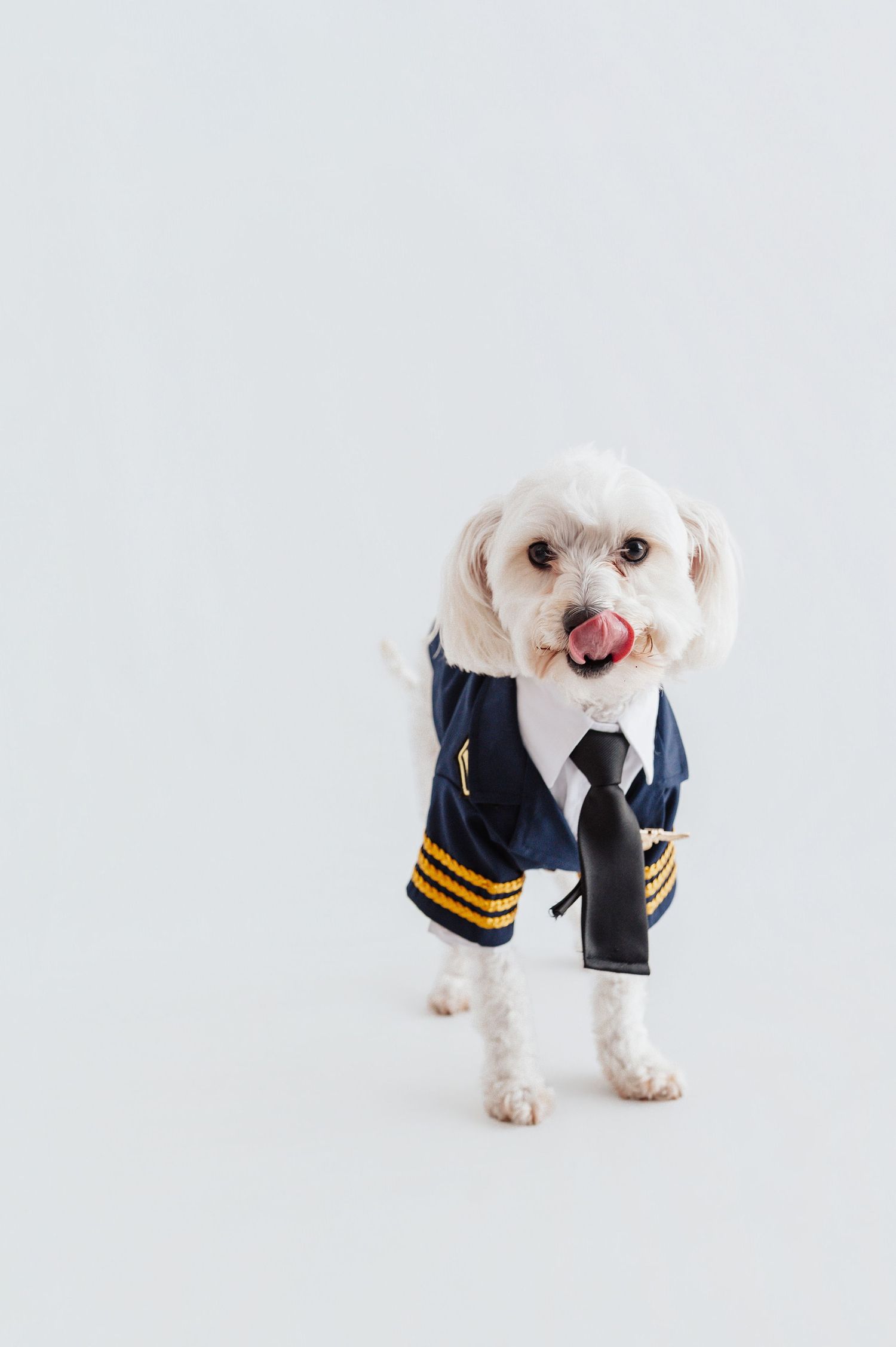 White Maltese dog wearing a navy pilot uniform with gold stripes and black tie, posing on white background.