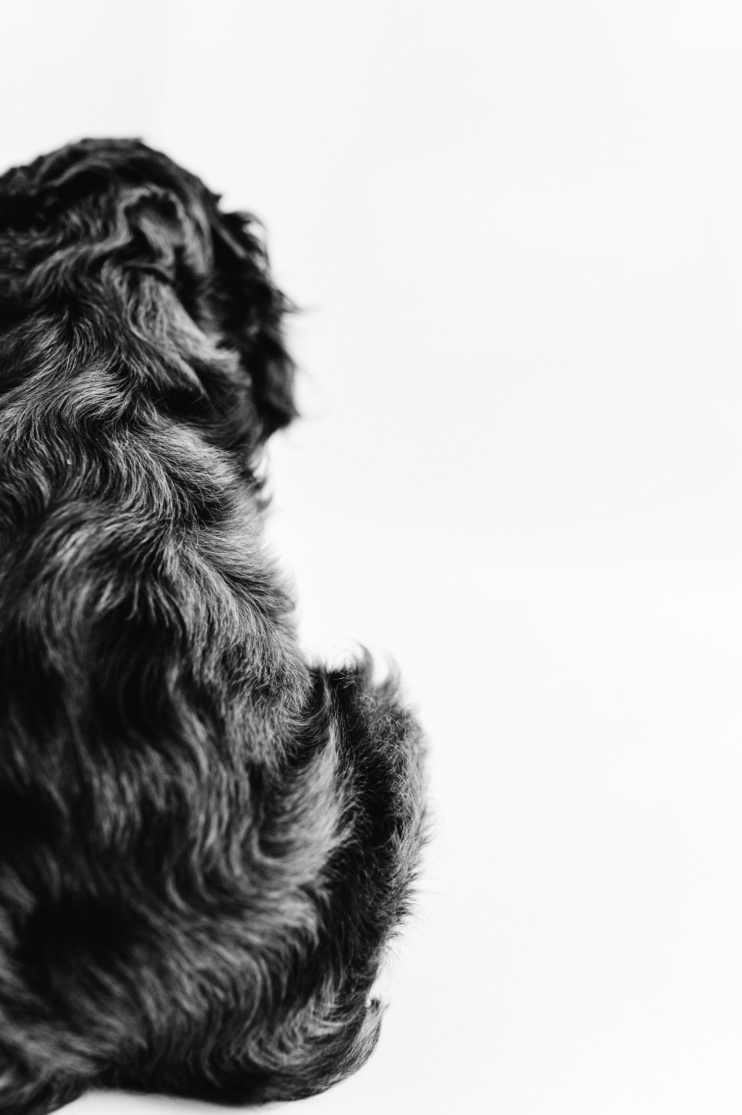 Black and white photo of a fluffy dark-coated dog seen from behind on white background.