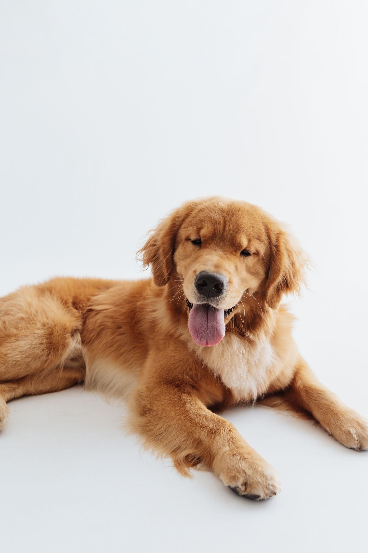 A golden retriever lies relaxed with tongue out on a white background, looking content.