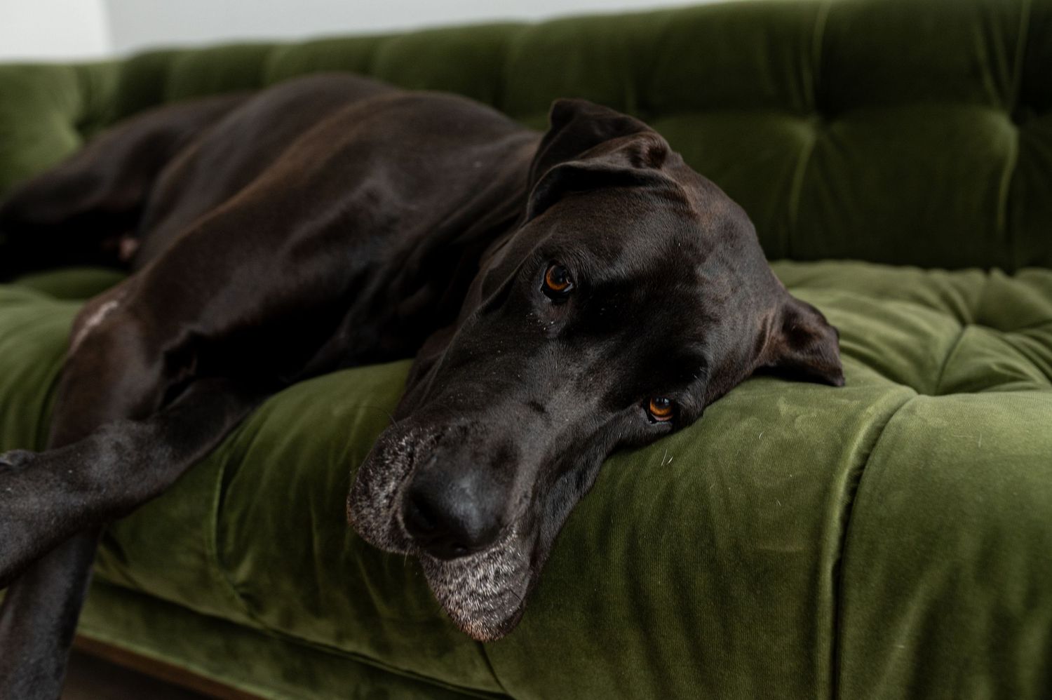 A large black Great Dane dog rests its head on a green velvet sofa cushion looking relaxed.