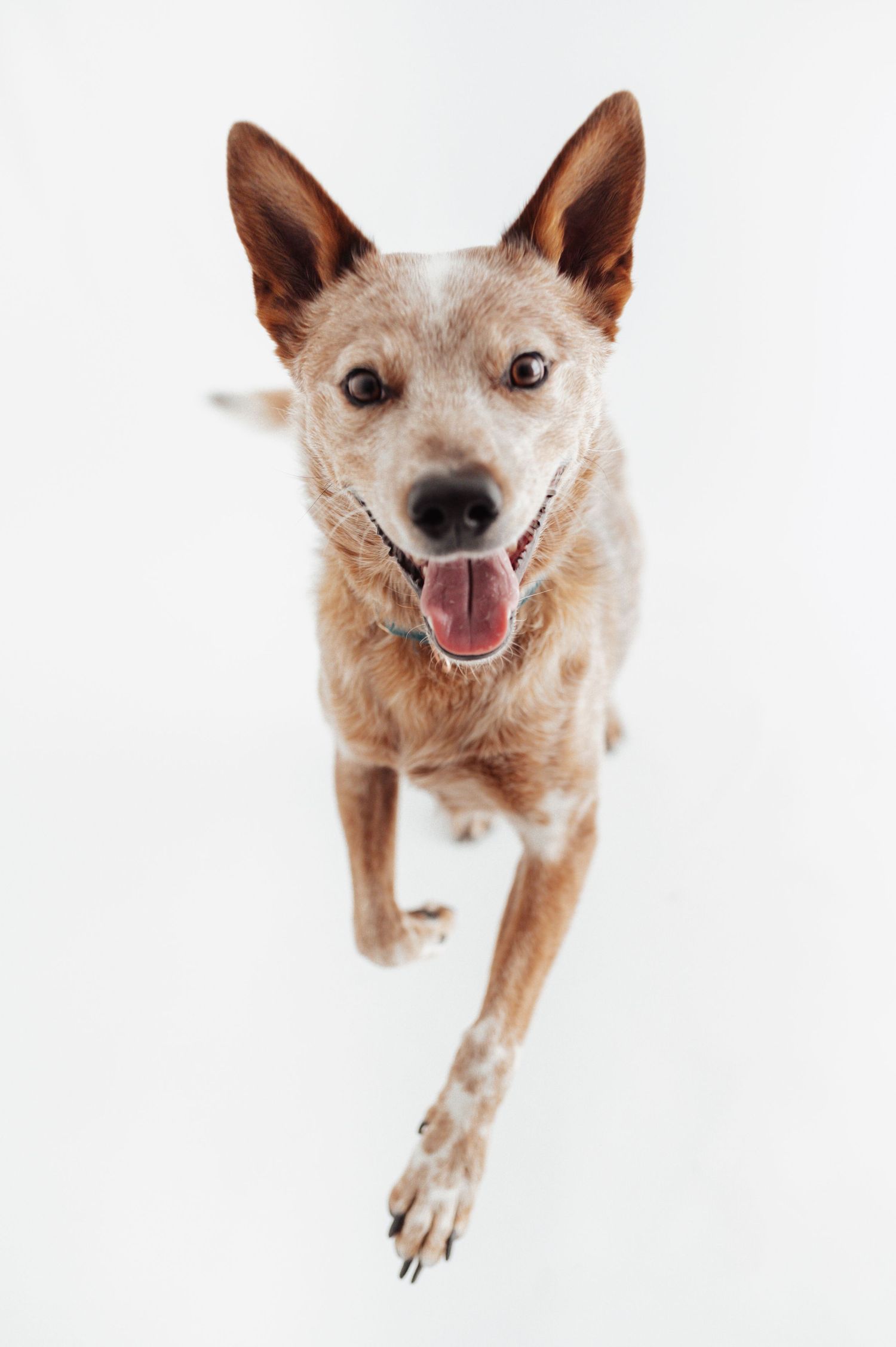Happy Australian Cattle Dog with tongue out, jumping against white background.