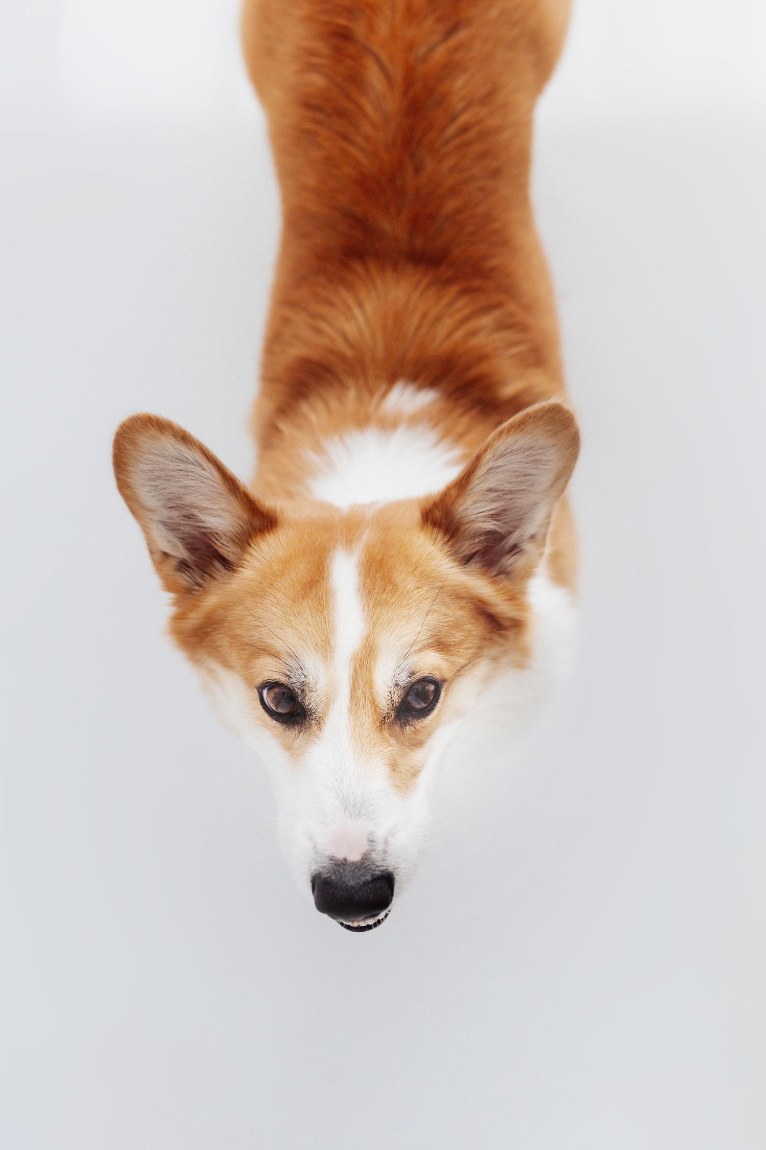 Aerial view of a red and white Corgi dog looking up at camera.