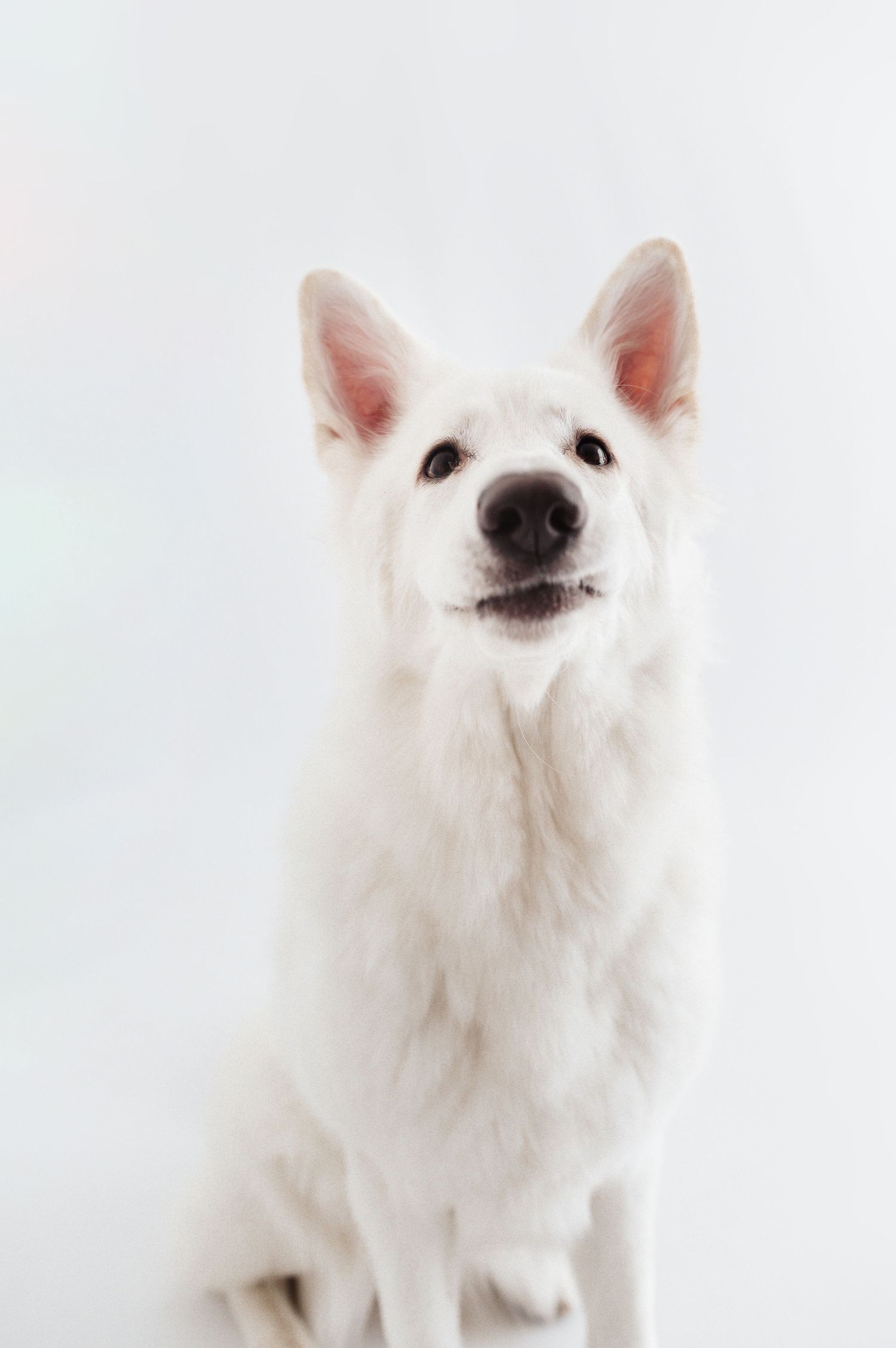 White Swiss Shepherd dog sitting upright and looking at camera on light background.