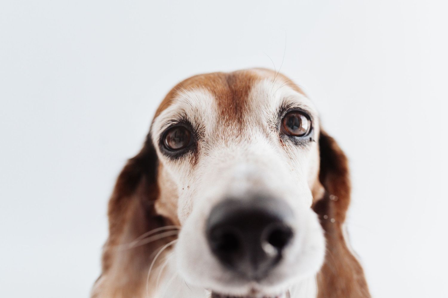 Close-up portrait of a curious beagle dog with soulful brown eyes and floppy ears on white background.