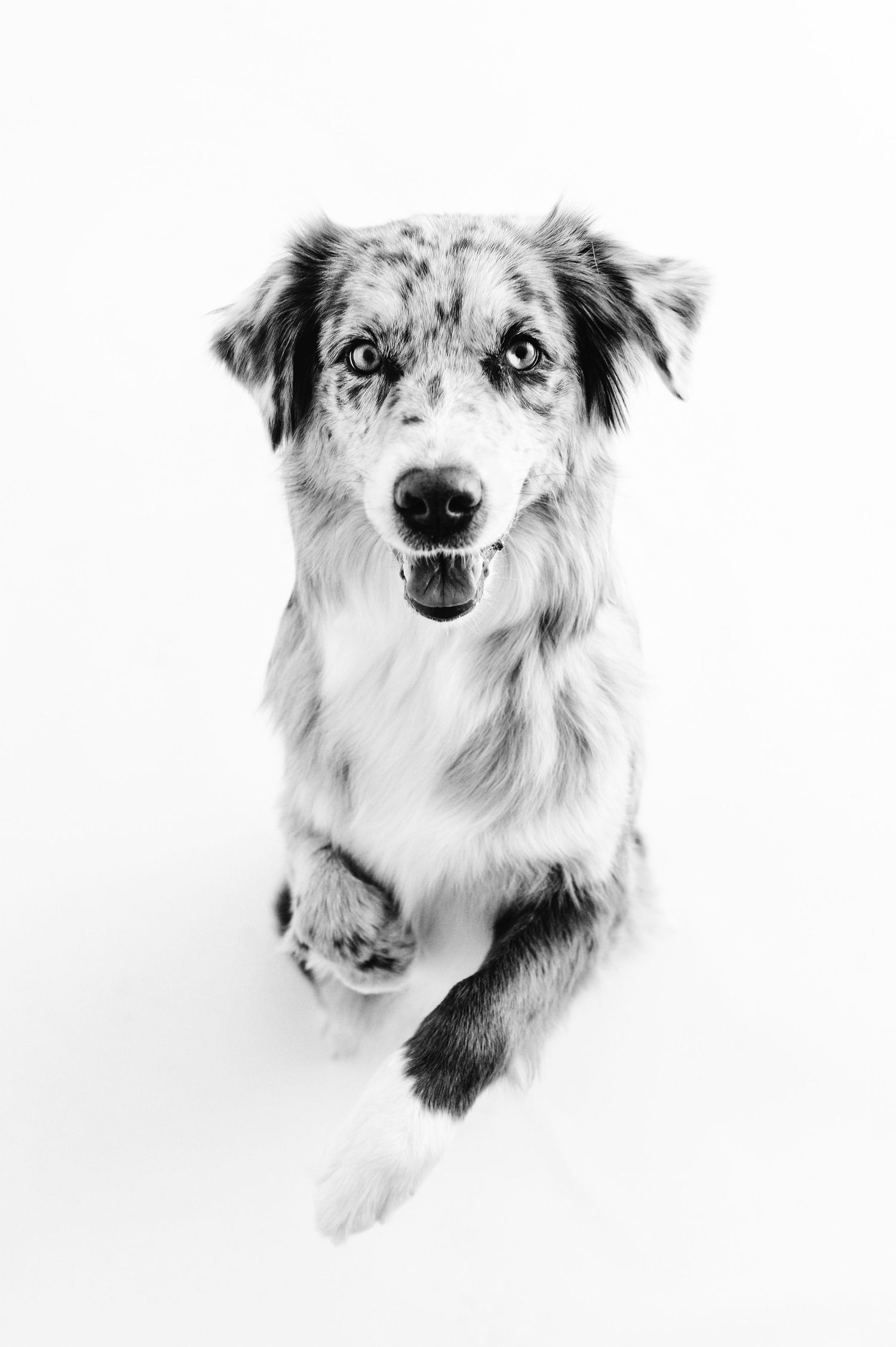 A merle Australian Shepherd sits attentively with one paw raised in a black and white portrait.