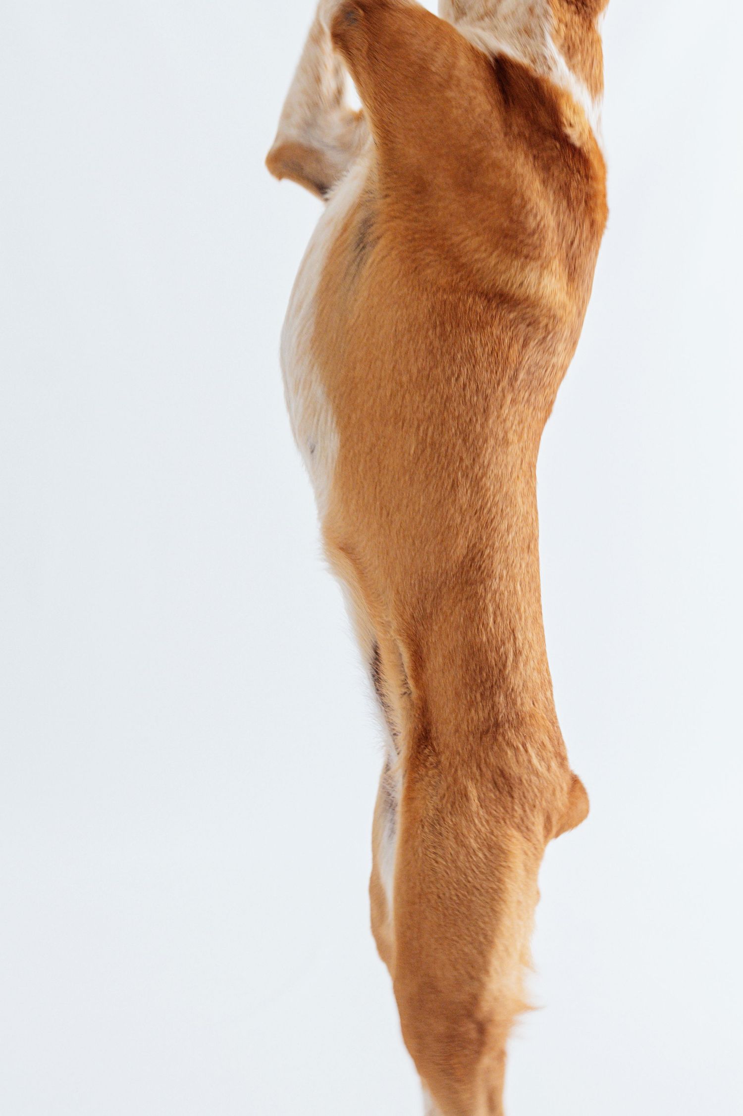 Close-up of a golden brown dog's hind legs and torso against a white background.