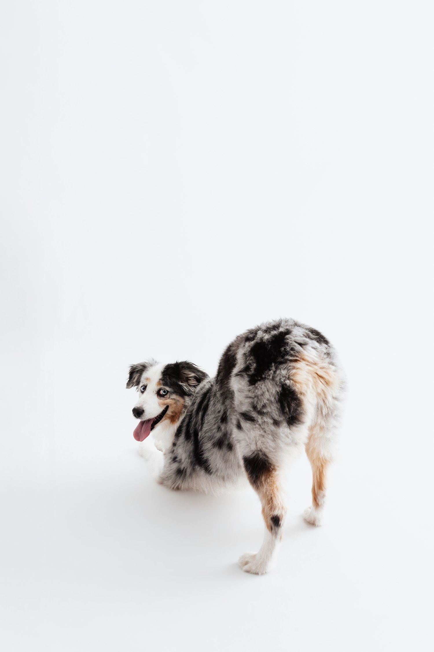 A merle Australian Shepherd dog with tongue out stands playfully against a clean white background.