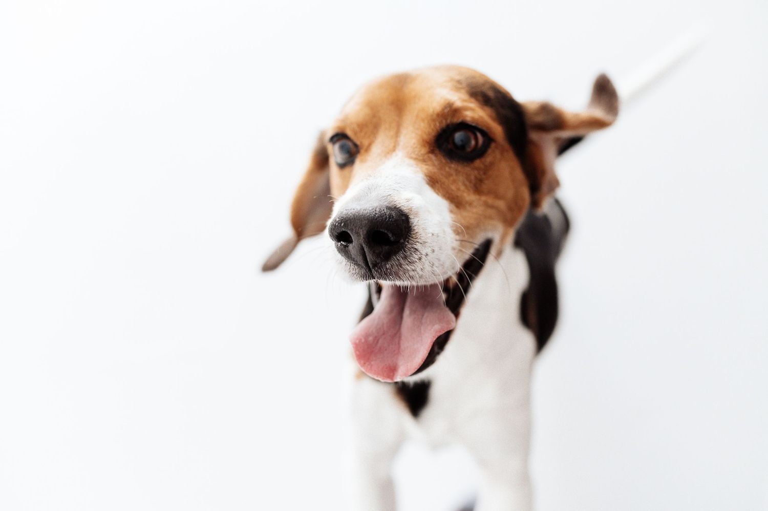 Happy Beagle dog with tongue out looking up at camera against white background.