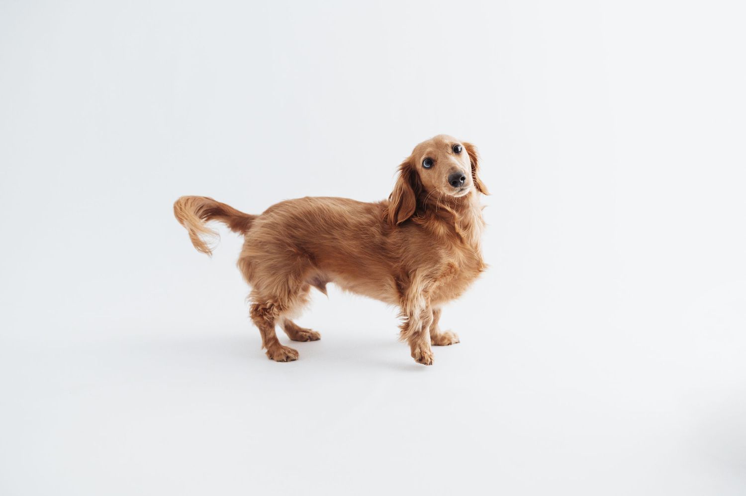 Full body shot of a golden long-haired miniature dachshund standing alert against a white background.