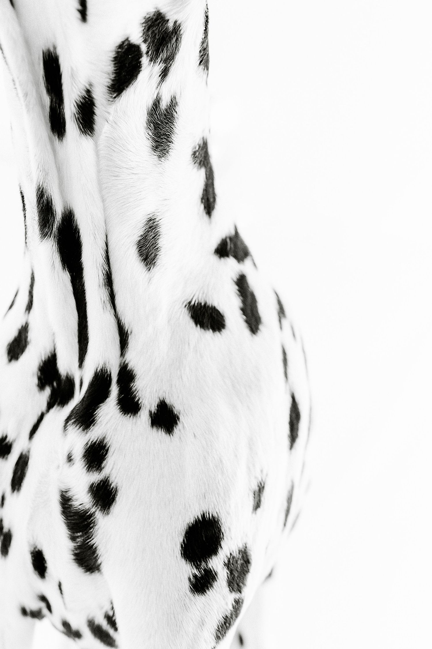 Close-up of Dalmatian dog fur with black spots on white coat.