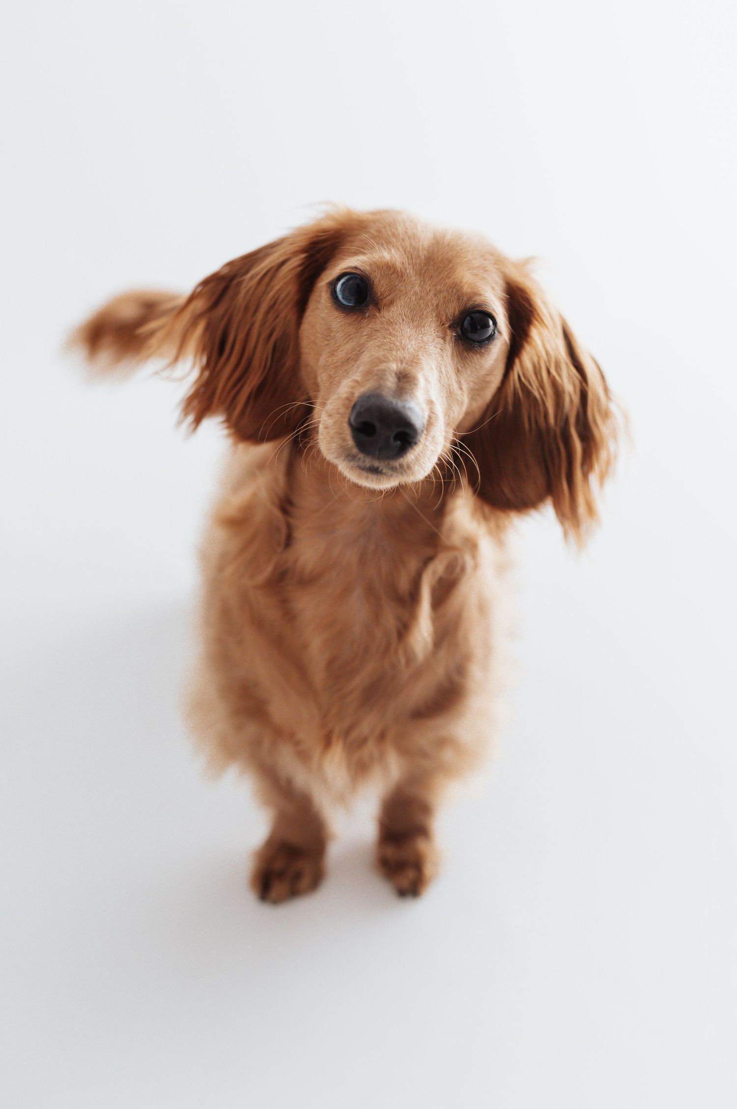 An adorable golden long-haired dachshund looks up curiously at the camera against a clean white background.