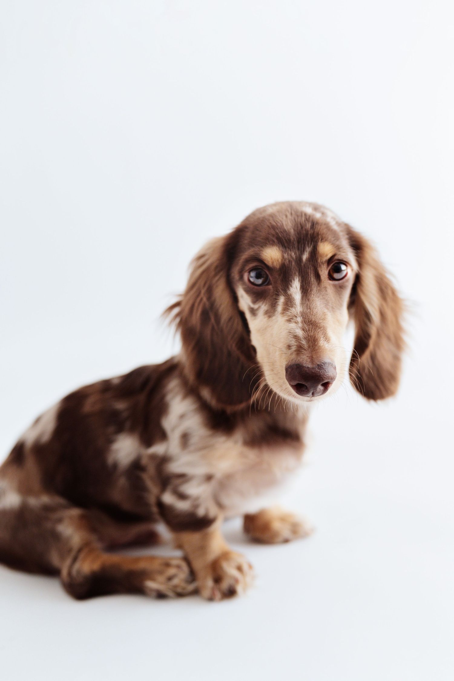 A dapple dachshund with long ears sitting attentively against a light blue background.