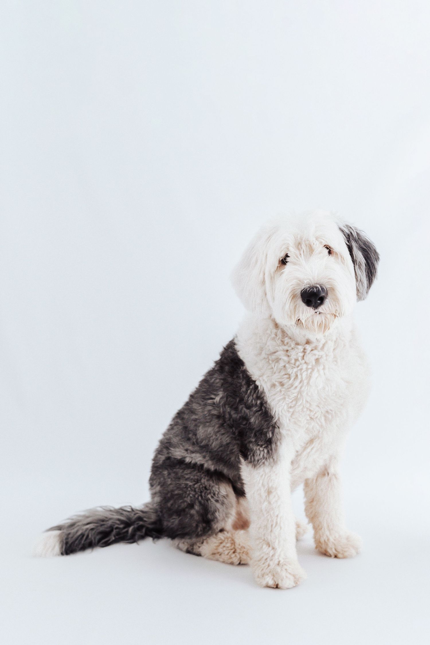 Fluffy white and gray Old English Sheepdog sitting and looking up on a light white background.