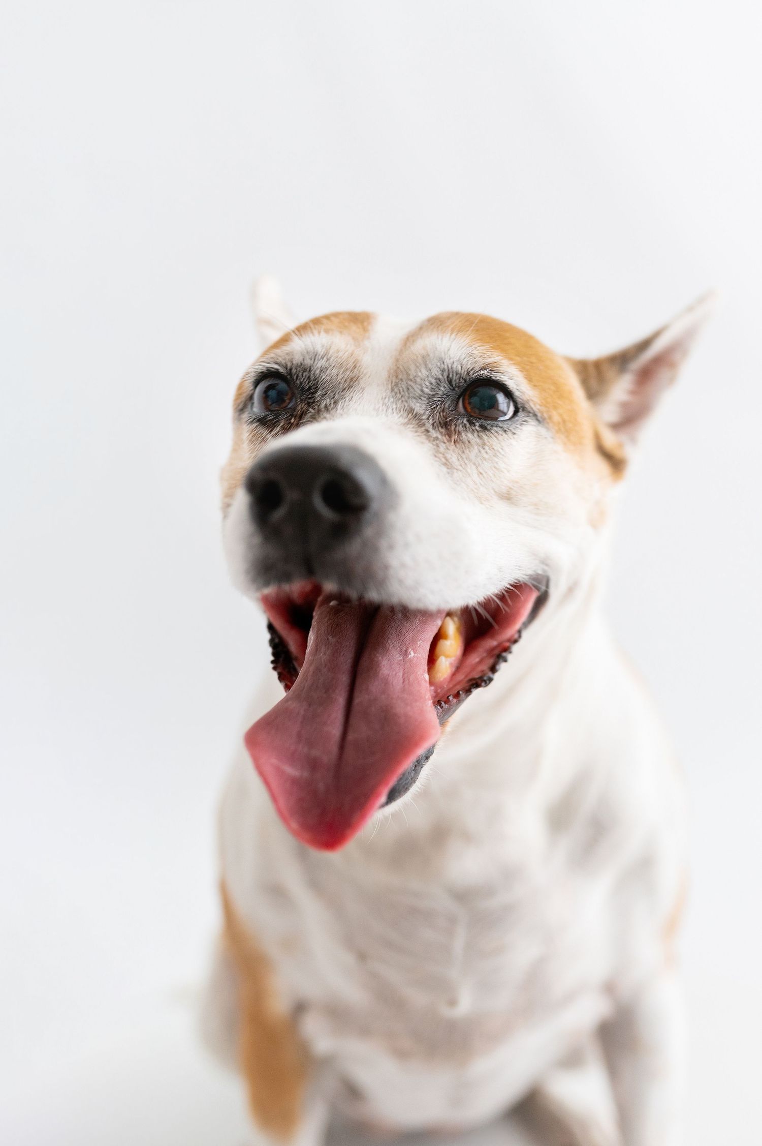 A happy brown and white Staffordshire Bull Terrier sits with tongue out against a white background.