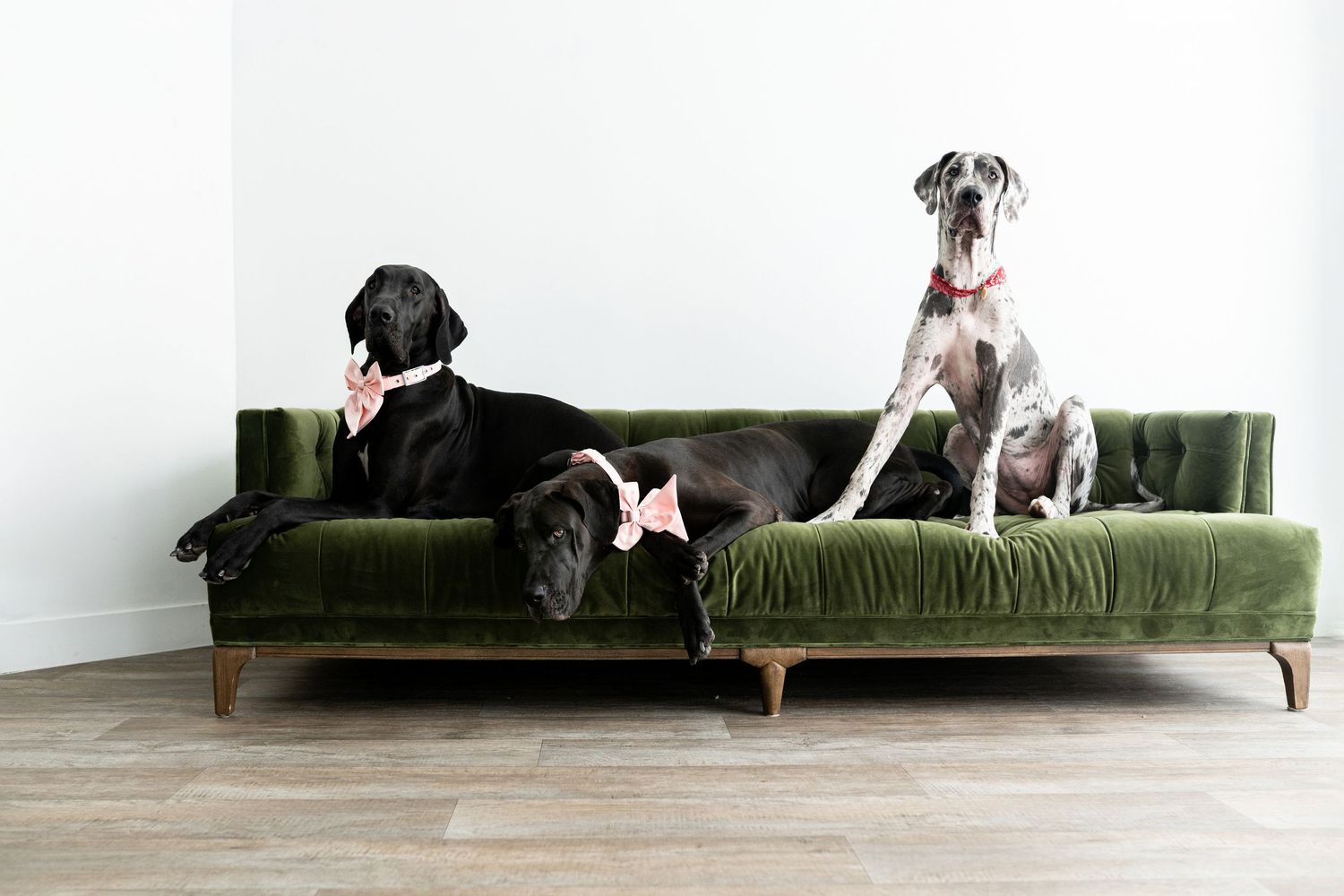 Two Great Dane dogs relax on a luxurious green velvet sofa in a bright modern interior.