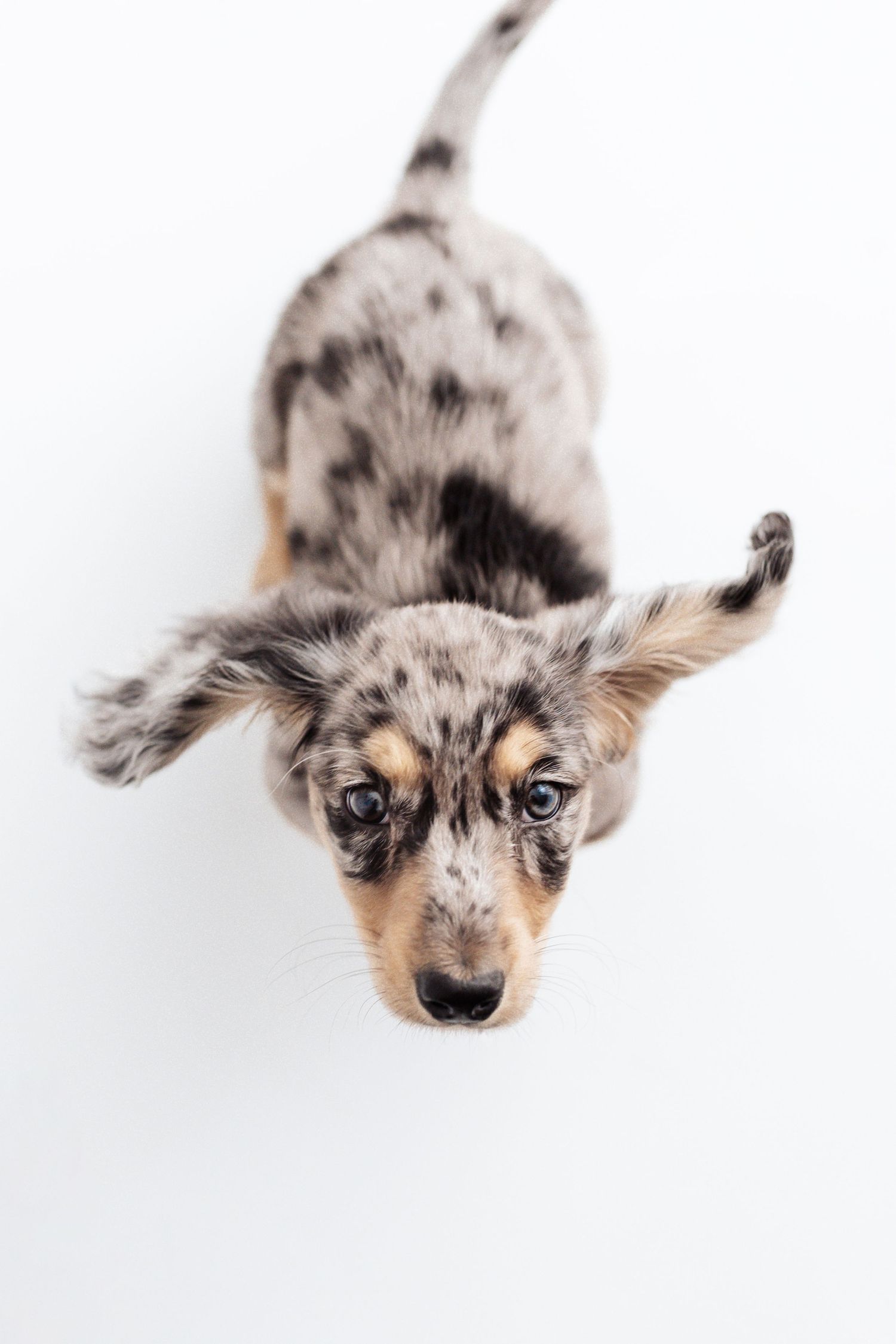 Adorable merle Dachshund puppy looking up at camera from above on white background.