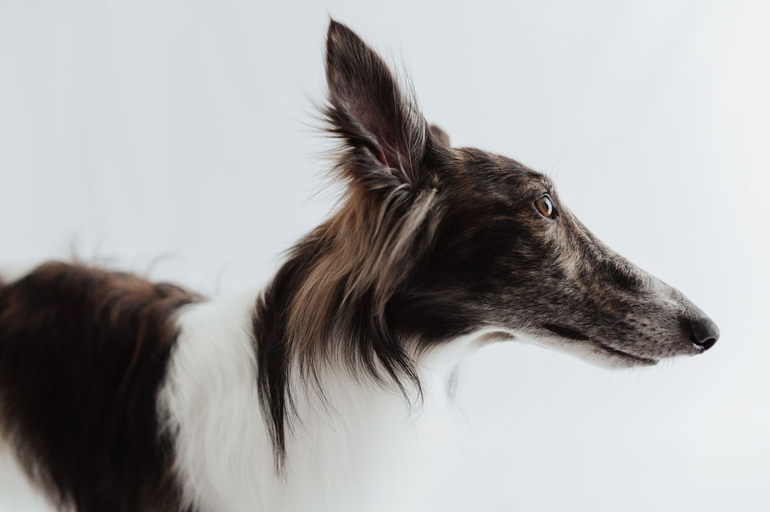 Elegant Borzoi dog with silky fur in profile view against light gray background.