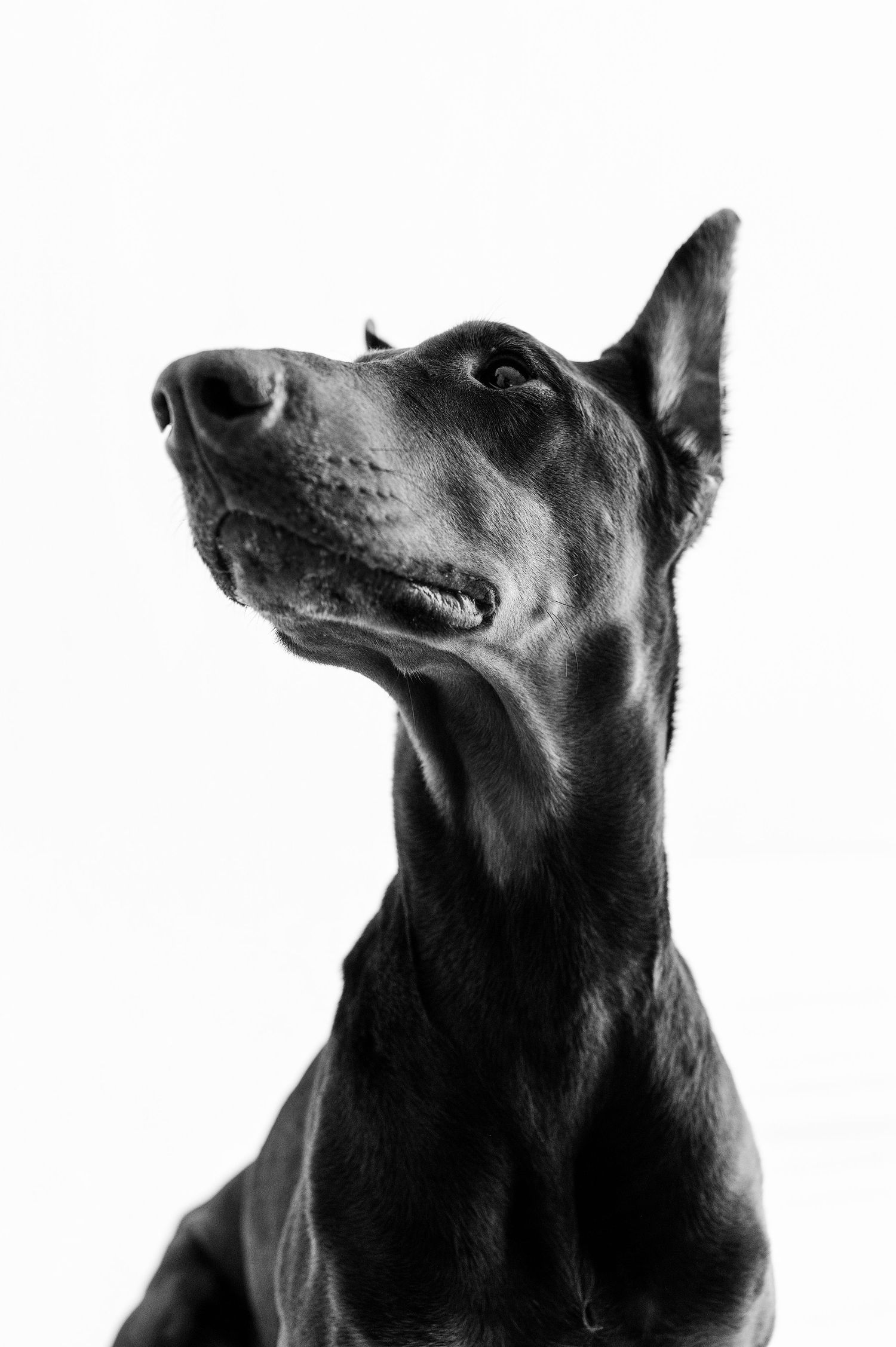 Black and white portrait of a Doberman Pinscher dog looking up against white background.