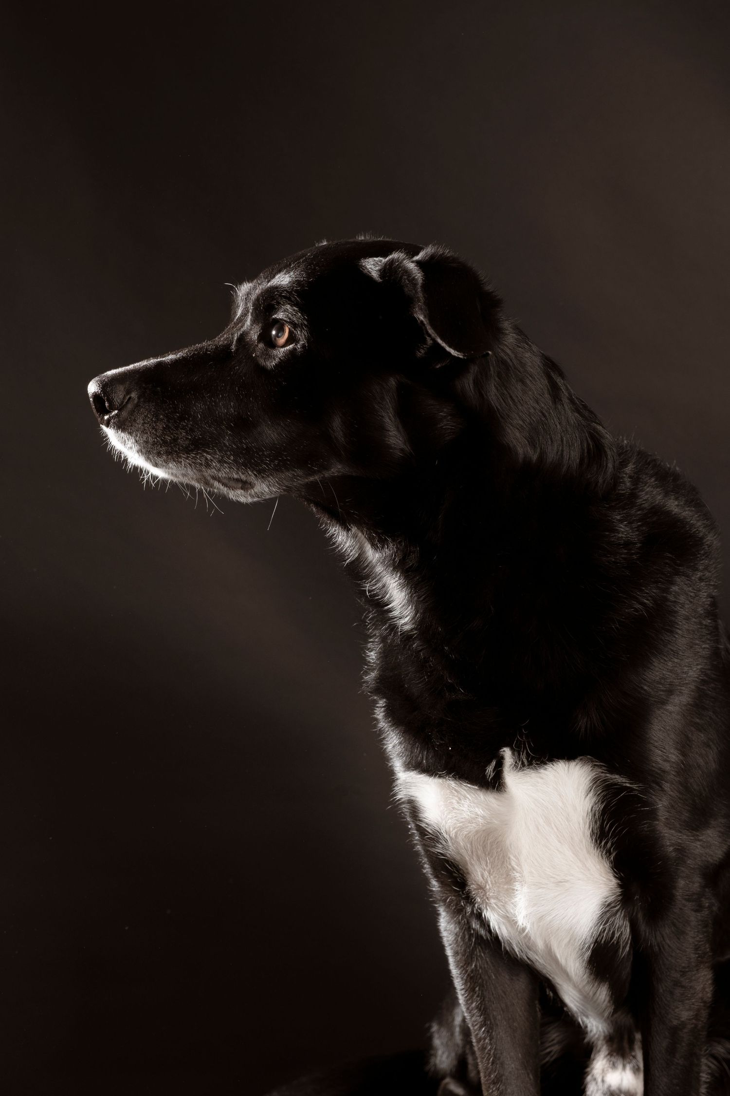 Black and white mixed breed dog in profile view against dark background in studio.
