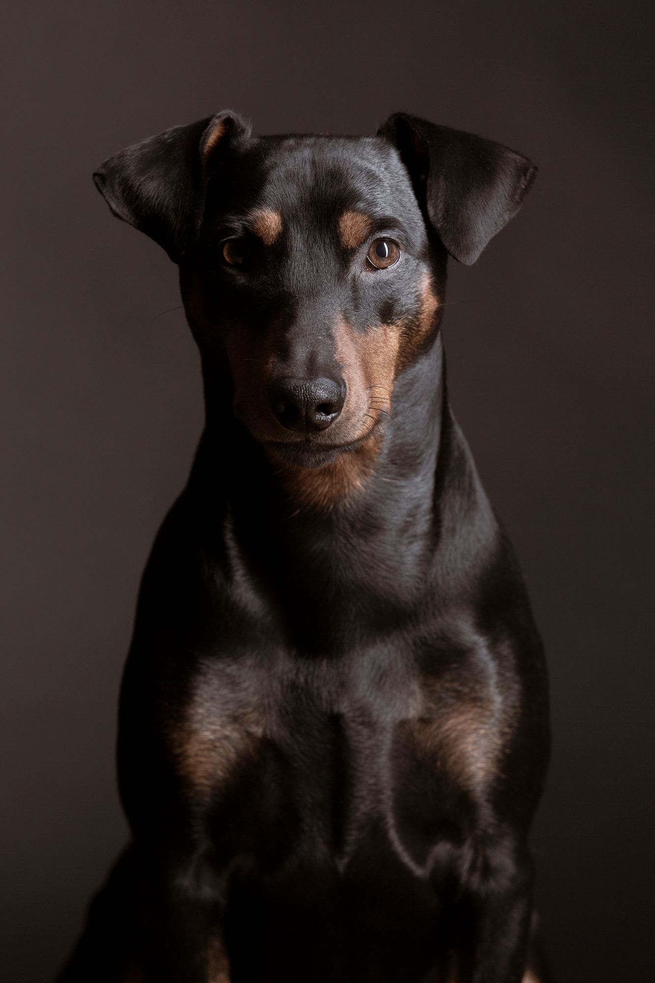 A sleek black and tan Miniature Pinscher dog sits alert against a dark studio background.