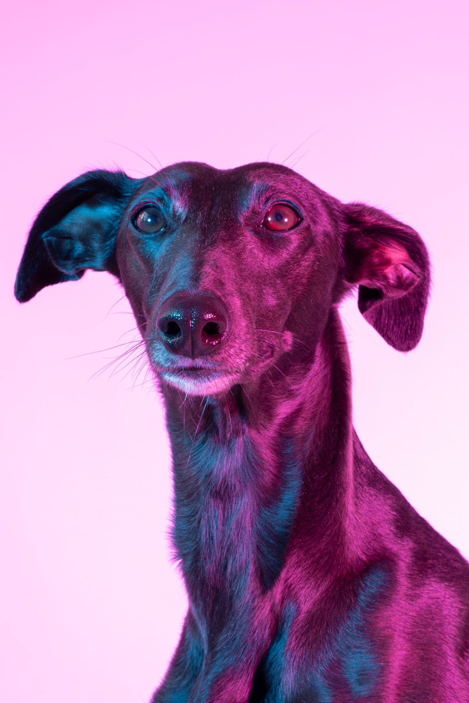 Black greyhound dog with alert expression under vibrant pink and purple neon studio light.