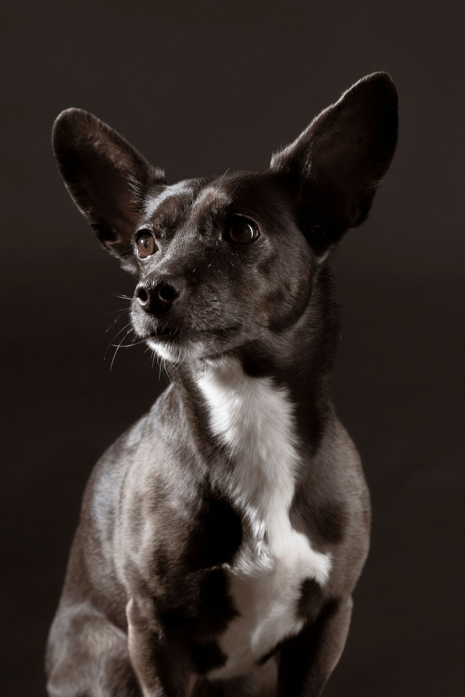 Small black and white dog with oversized ears looking up in dramatic studio lighting.