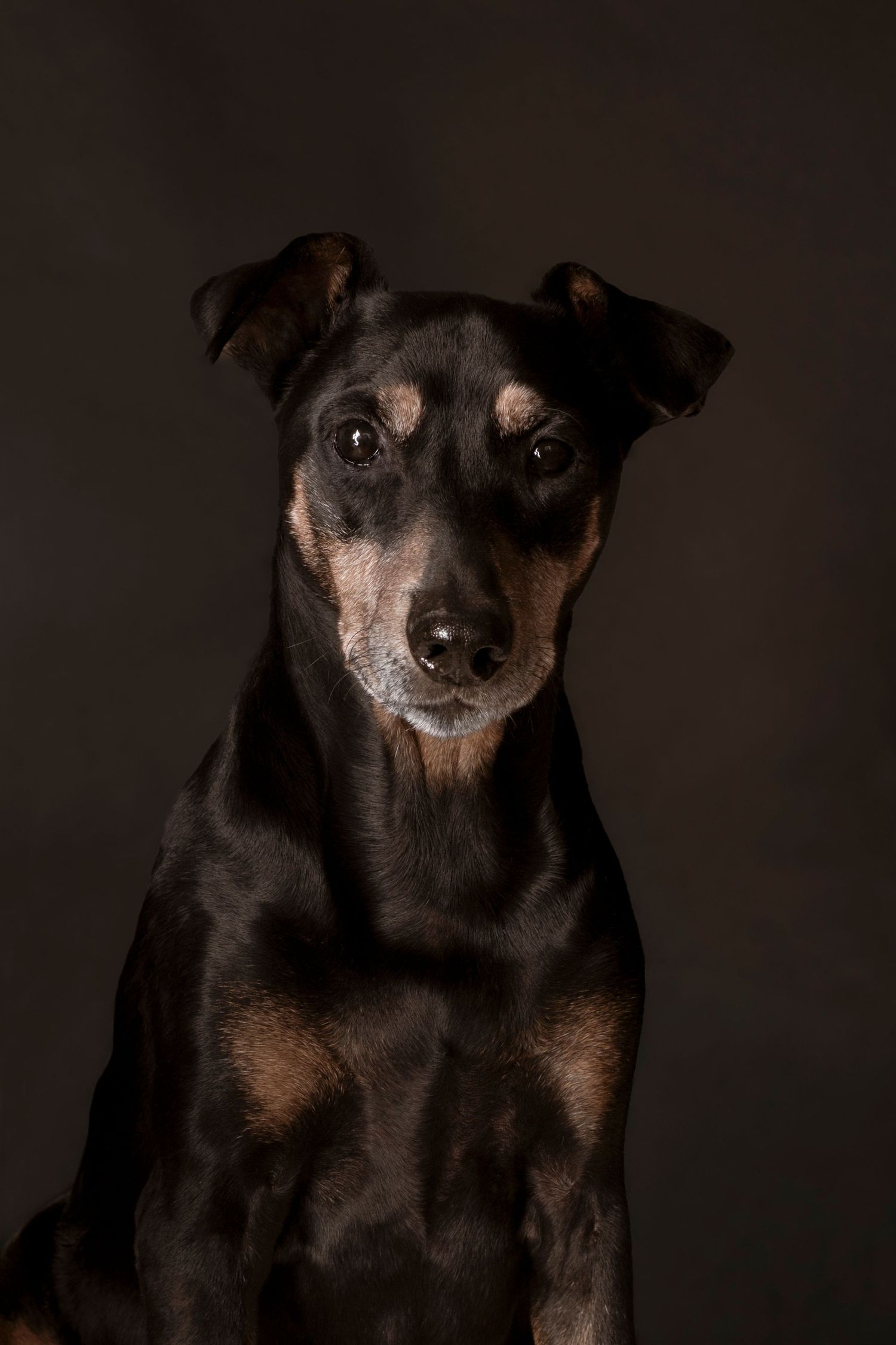 A sleek black and tan Manchester Terrier sitting and staring directly at camera against a dark background.