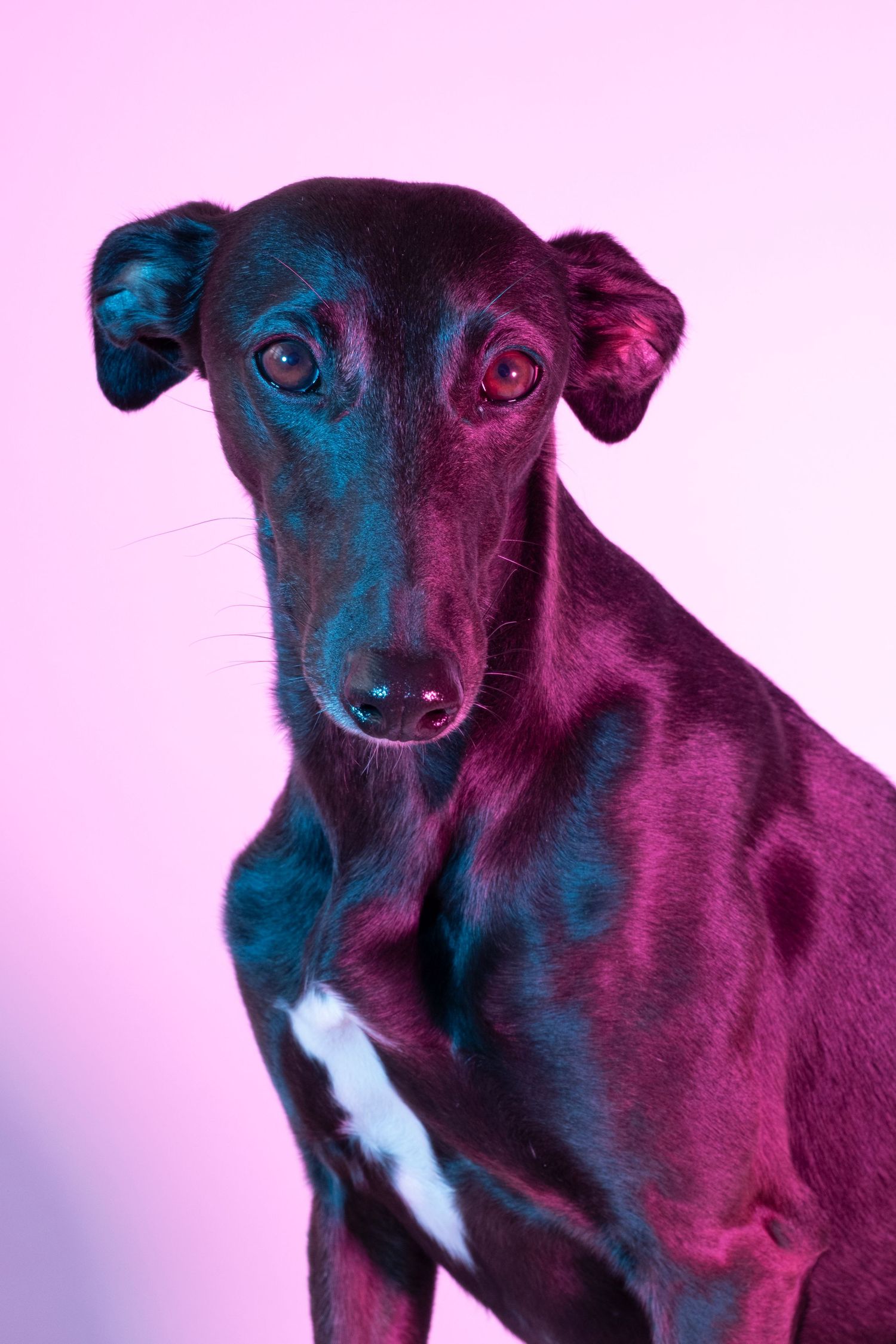 Sleek black greyhound dog illuminated with colorful neon pink and blue studio lighting.