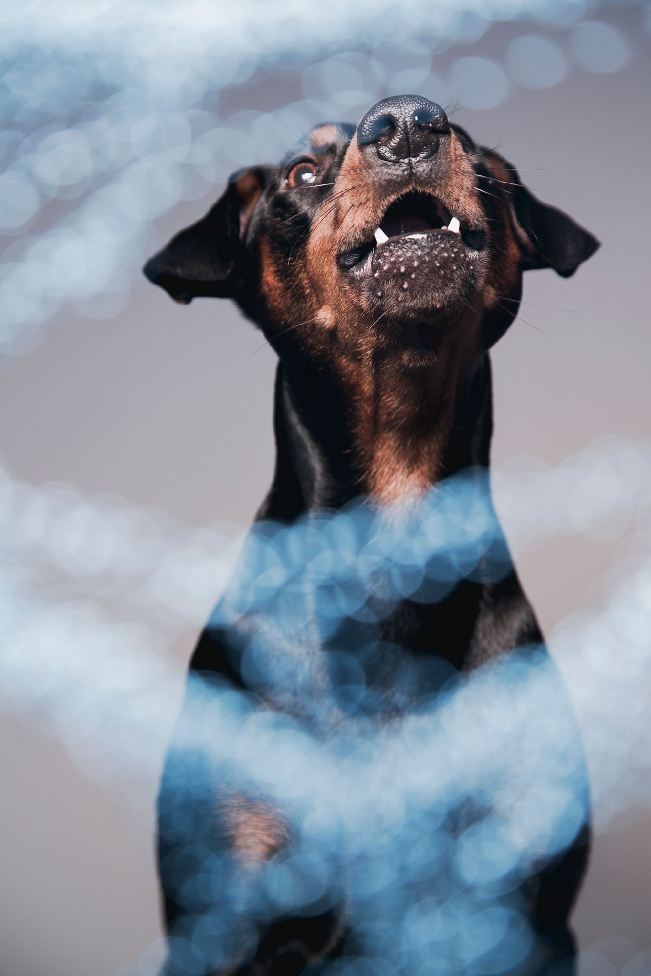 A black and tan Doberman dog barking with mouth open, photographed through blue bokeh light circles.