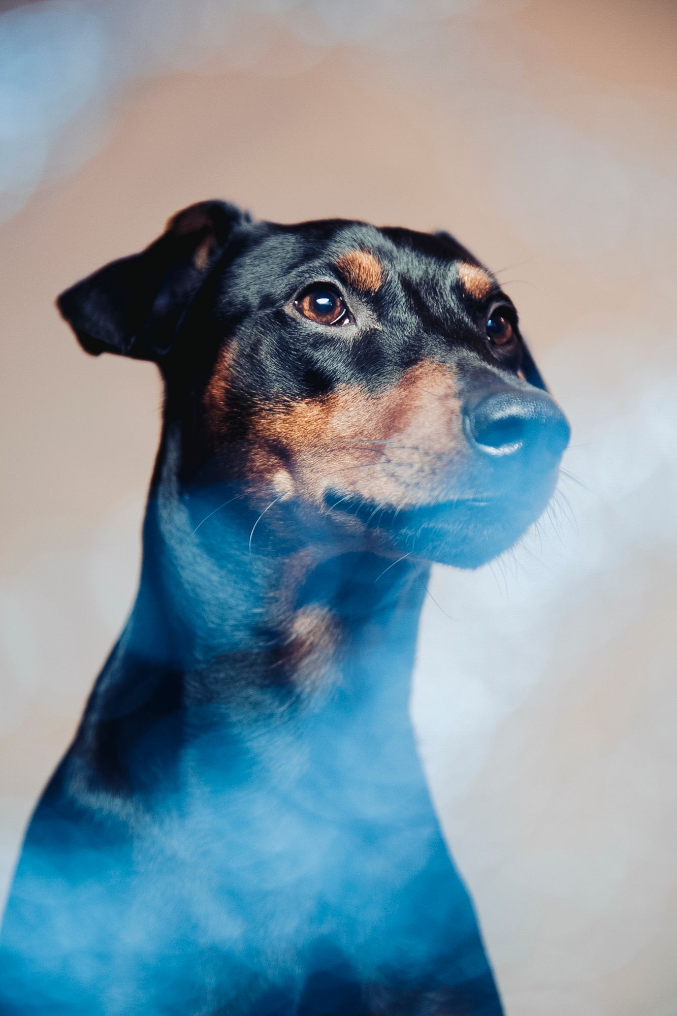 Portrait of a black and tan Miniature Pinscher dog with blue smoke effect background.