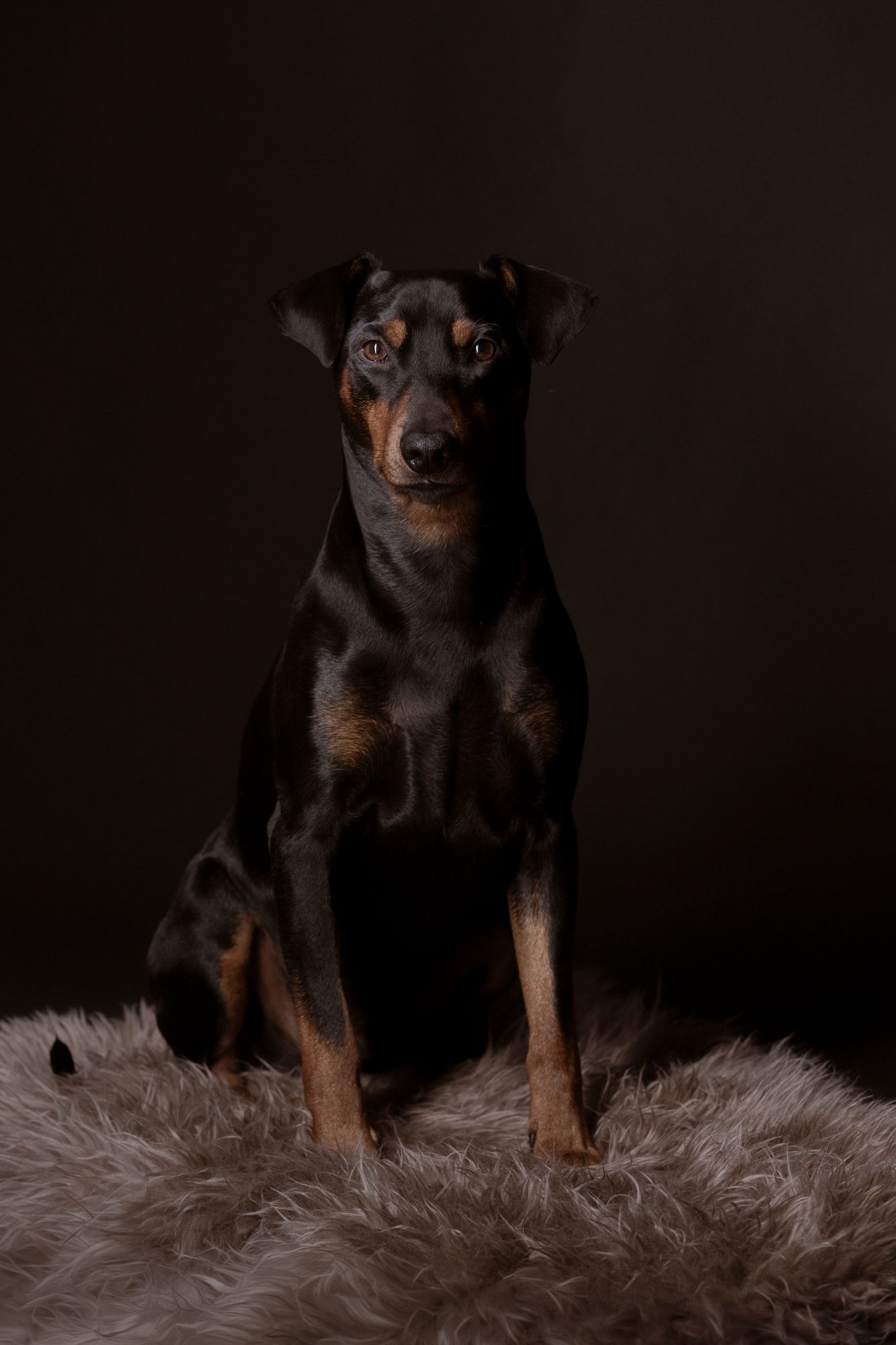 A sleek black and tan Doberman Pinscher sits alert on a fluffy gray rug against a dark studio background.