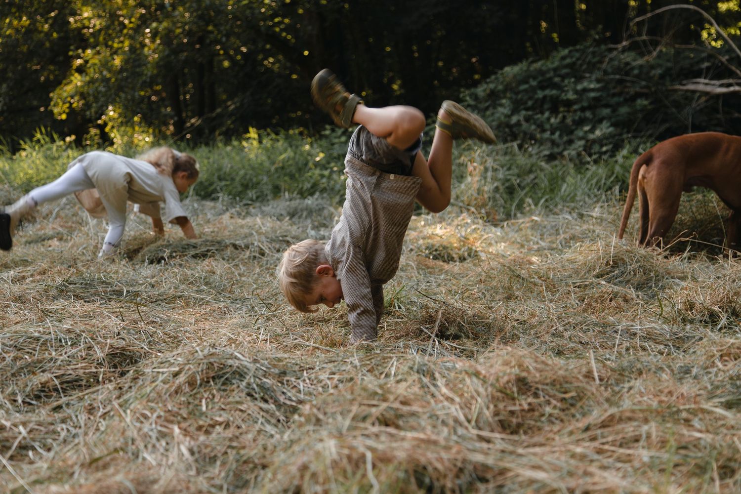 Young boy doing a headstand in a hay field with goats playing nearby on a sunny day.