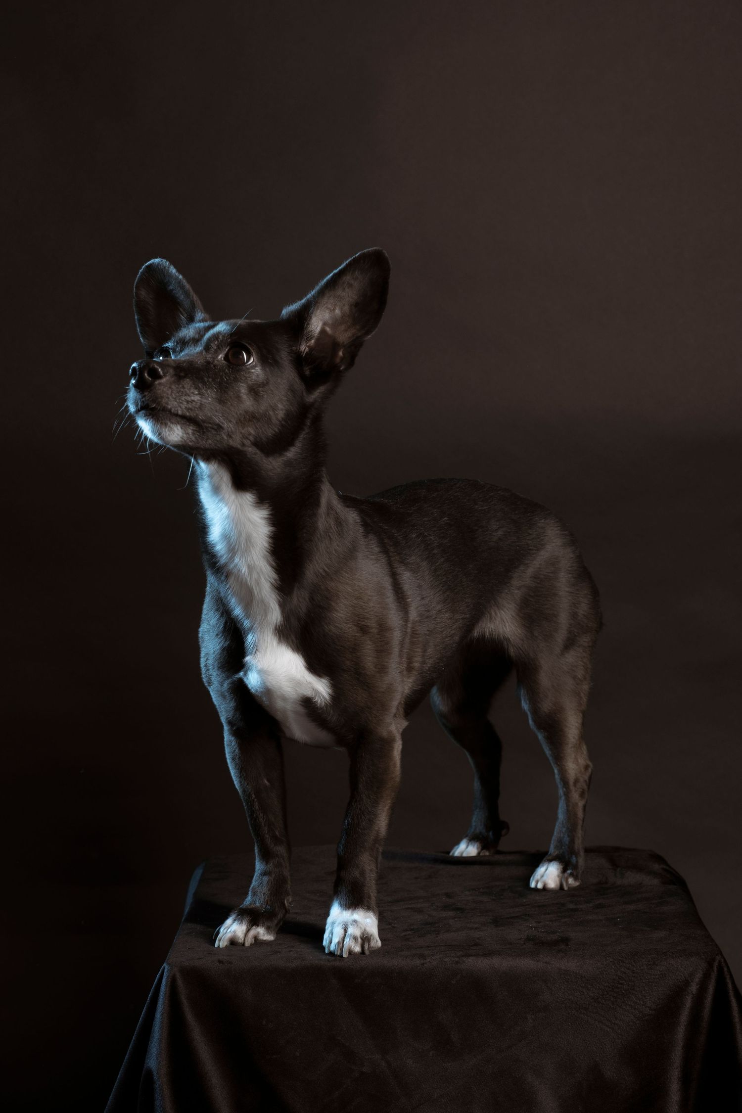A small black and white French Bulldog mix standing on a black draped surface looking upward.