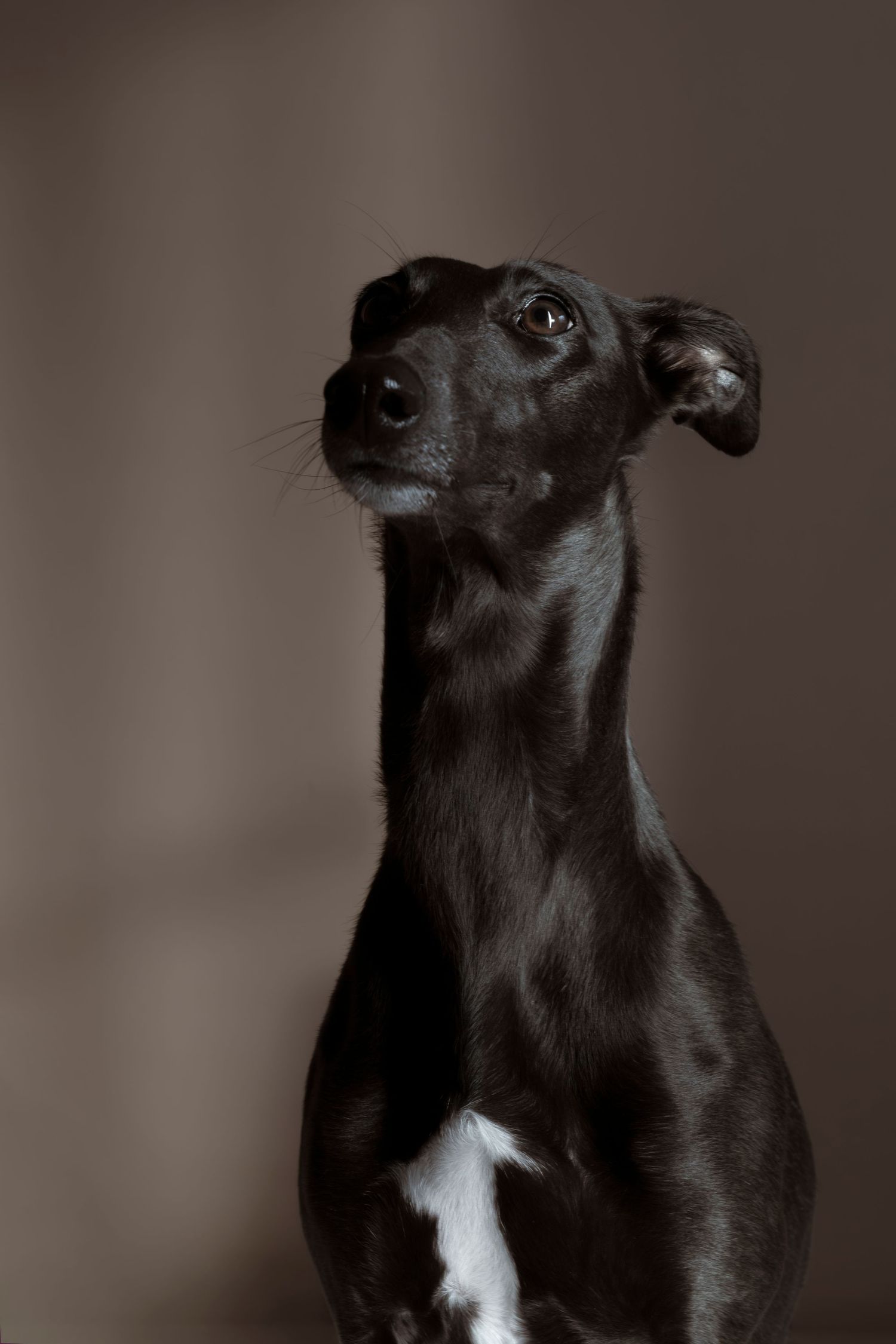 A elegant black Italian Greyhound with a long slender neck looking upward against a dark brown background.