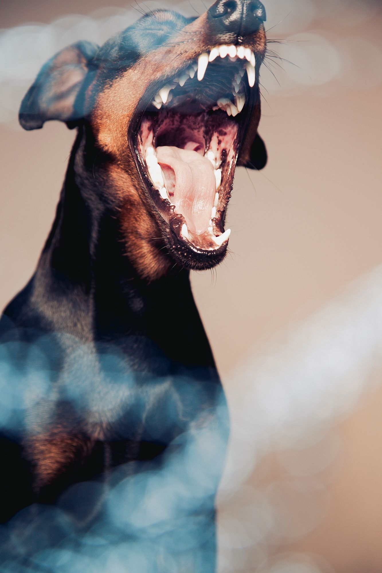 A Doberman dog snarling aggressively with mouth wide open showing sharp white teeth against a bokeh blue background.