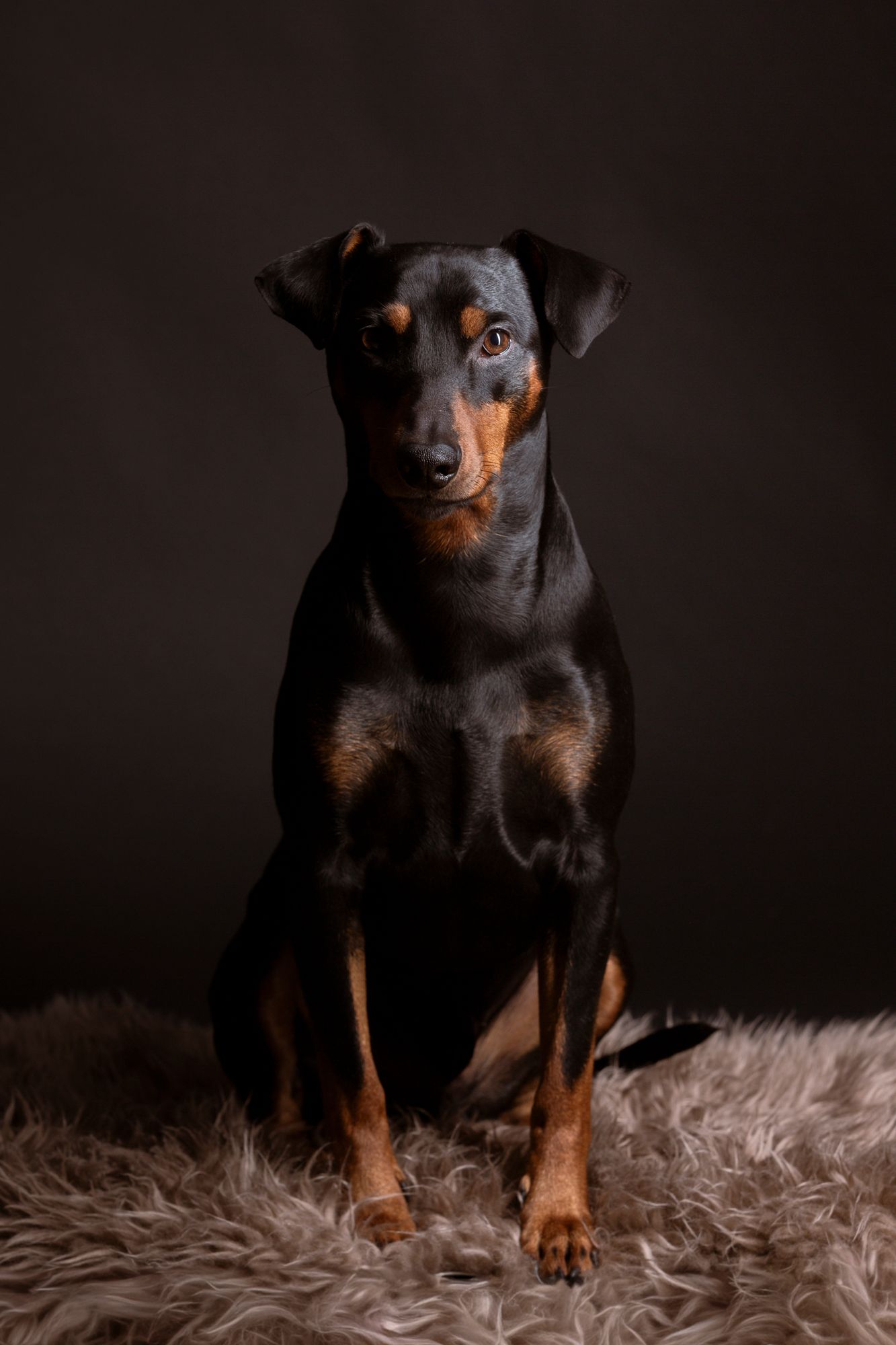 A sleek black and tan Doberman Pinscher sits poised on a fluffy rug against a dark studio background.