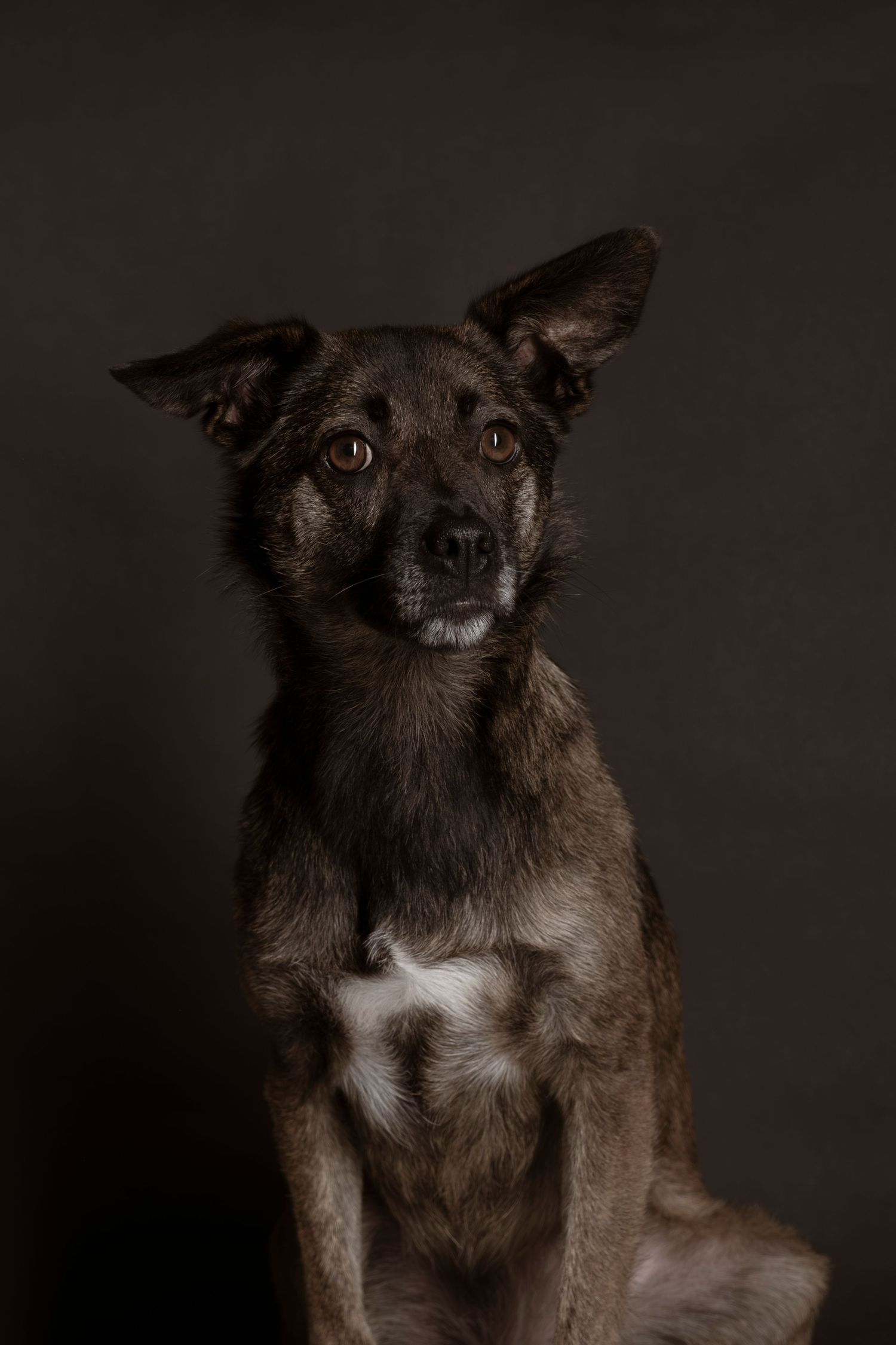 A dark brown mixed breed dog with expressive eyes sits against a moody dark background.
