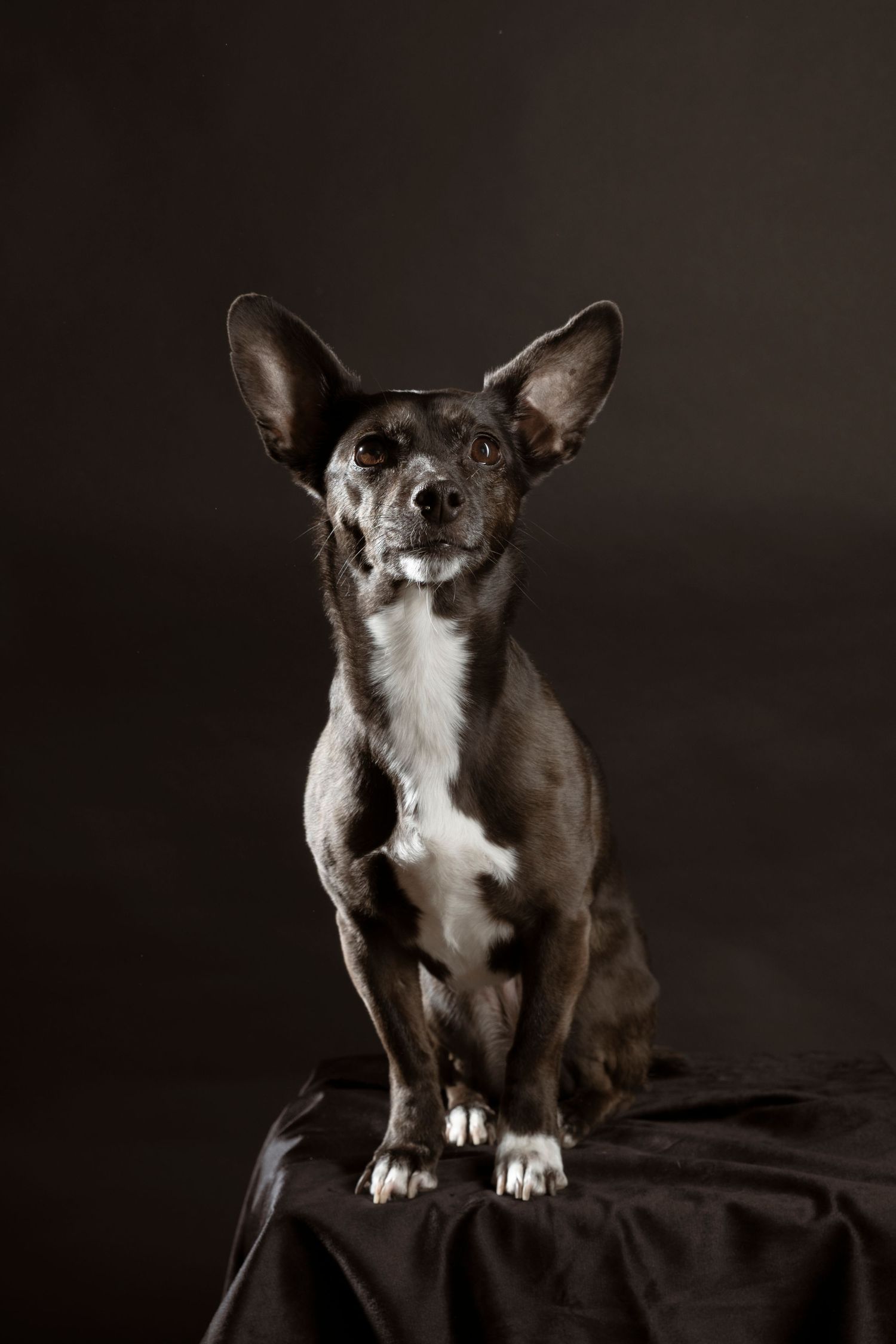 Small black and white dog with large bat ears sitting on dark fabric in studio.