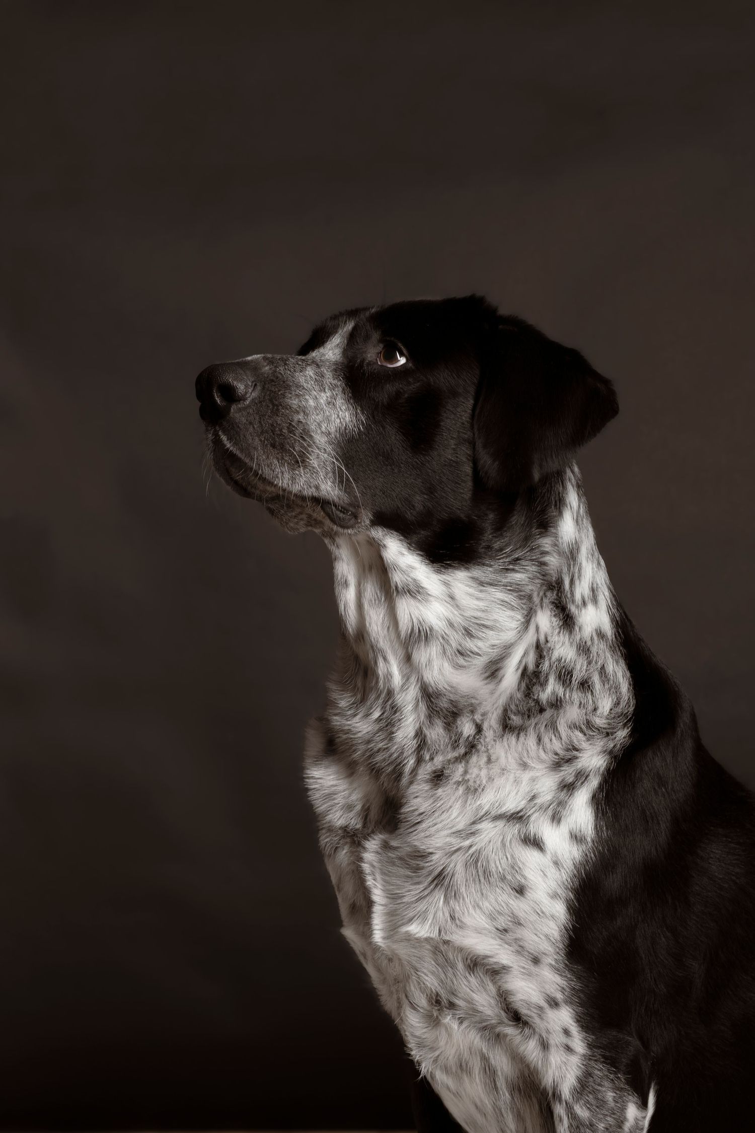 A black and white spotted pointer mix dog looking sideways in a dramatic dark studio portrait.