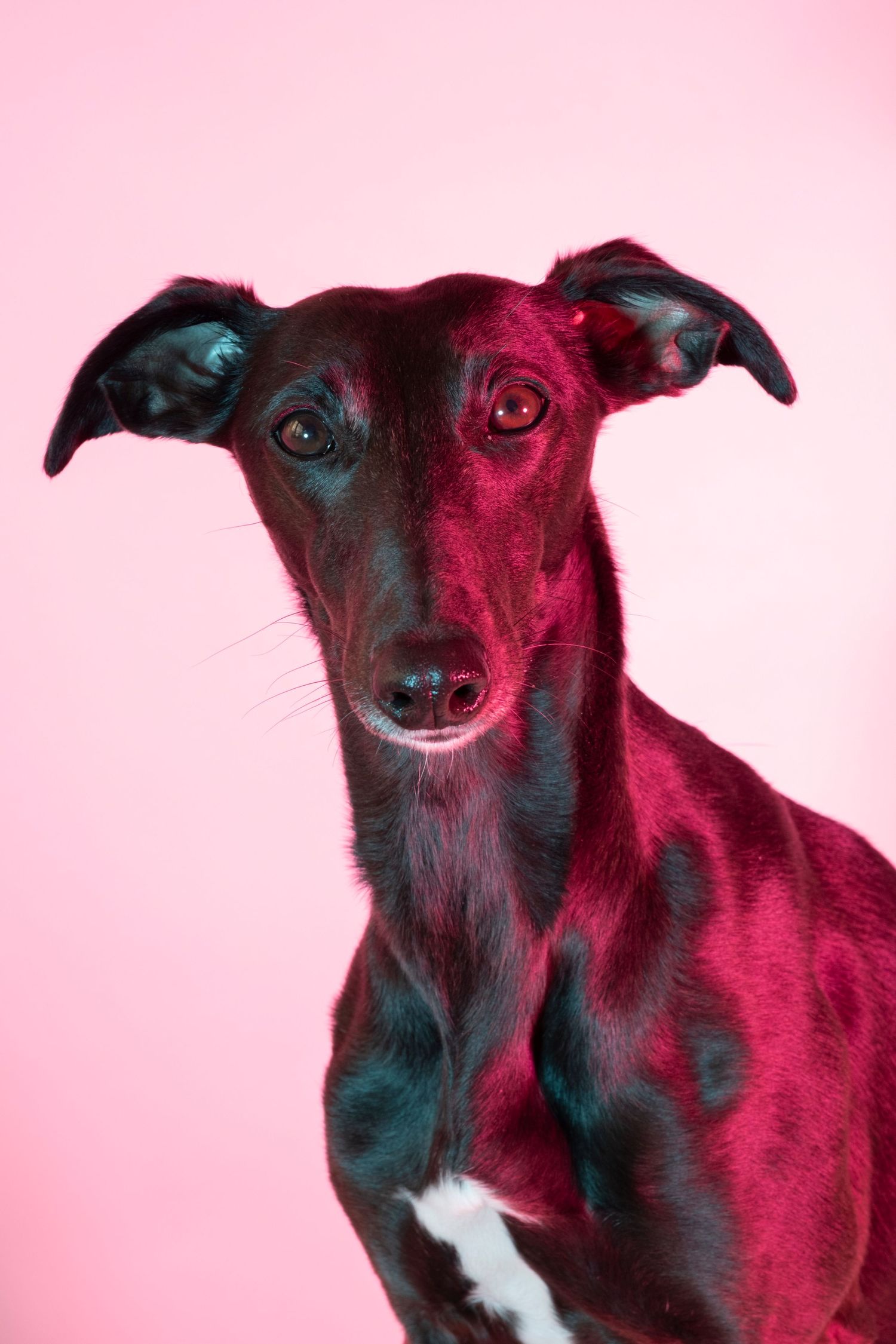Elegant black greyhound dog portrait with red and pink dramatic studio lighting background.