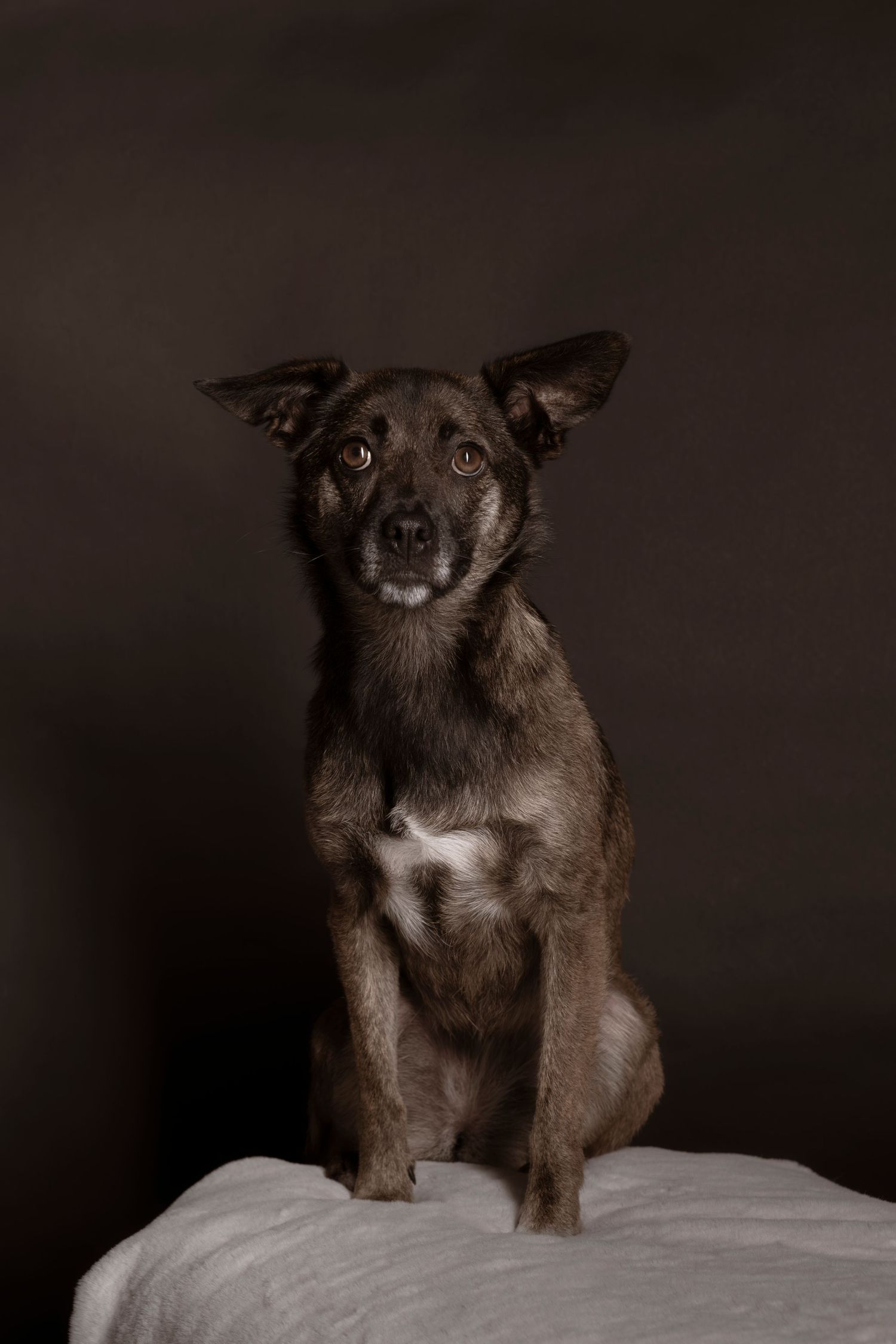 A dark brindle mixed breed dog sitting on a white surface, gazing forward against a moody dark background.