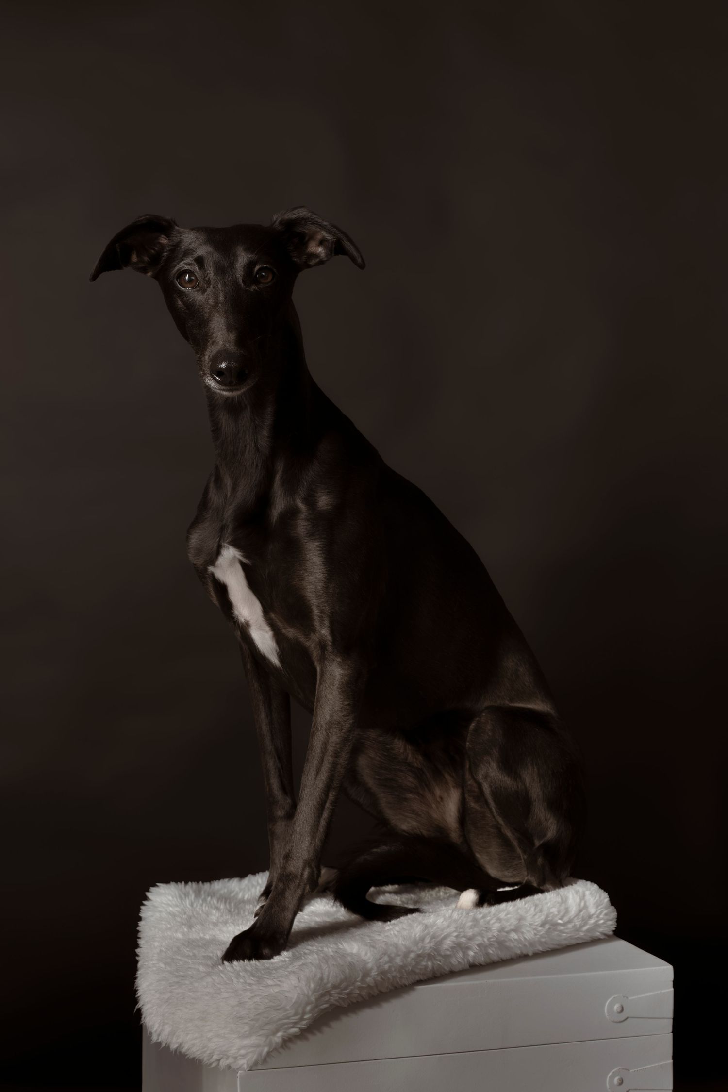 Elegant black Italian Greyhound dog sitting on white dresser against dark background.