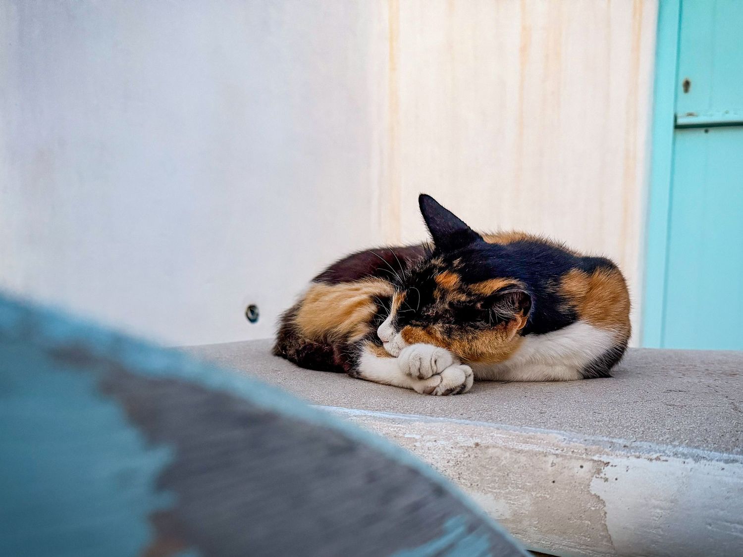 Cat sleeping on a whitewashed ledge beside a blue doorway in Mykonos Town, Greece