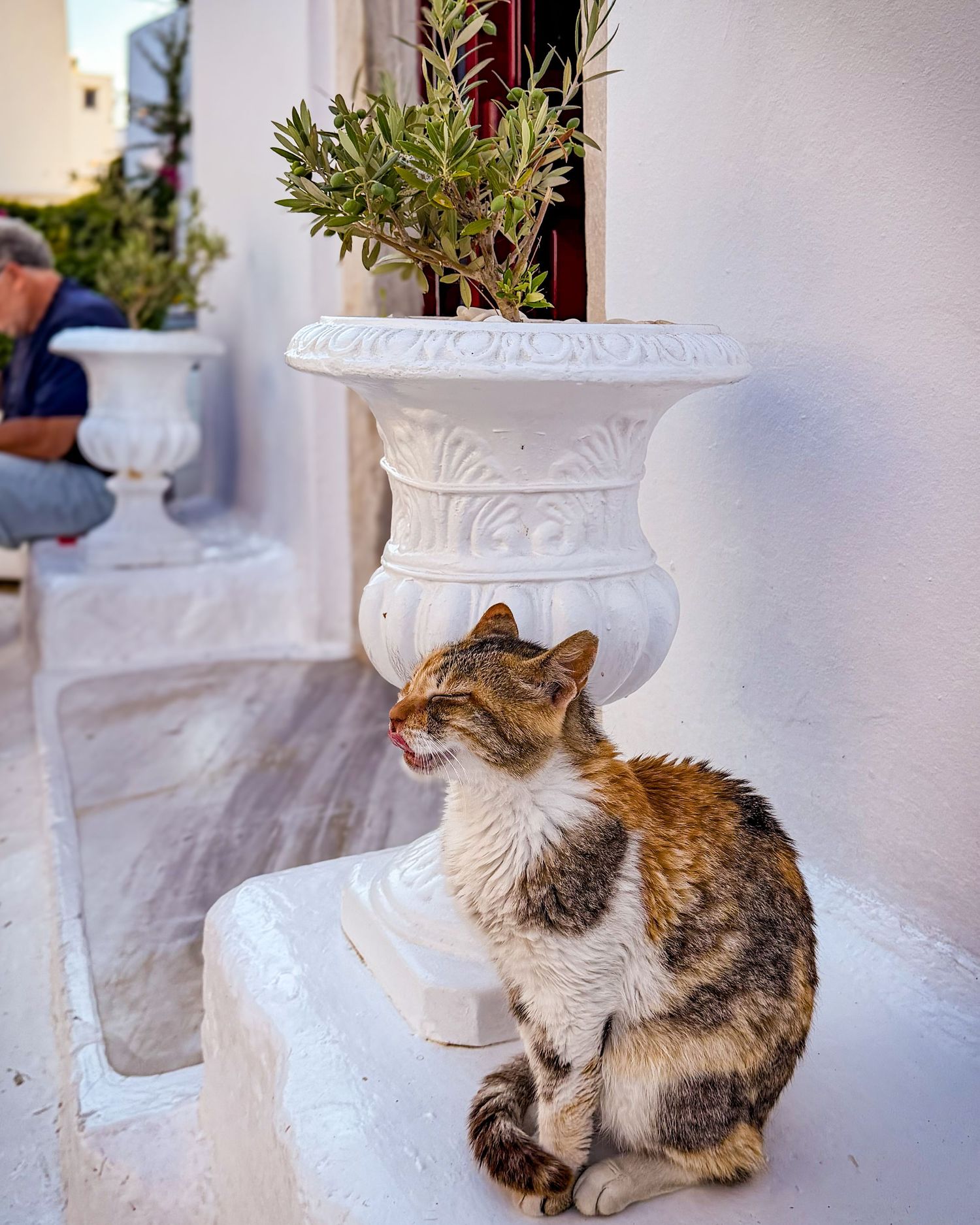 Cat sitting beside whitewashed buildings and planters in Mykonos Town, Greece