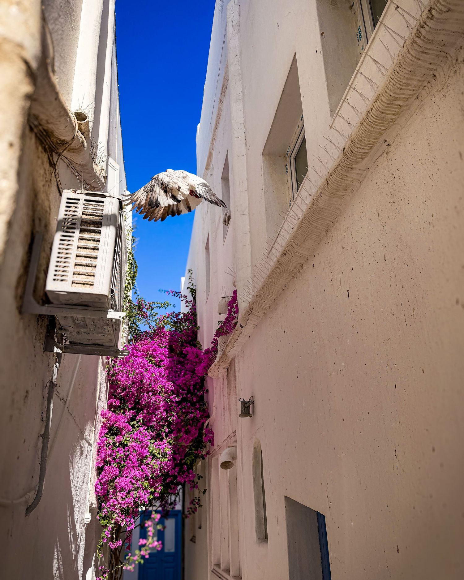 Pigeon taking flight through a narrow bougainvillea-lined alley in Mykonos Town, Greece