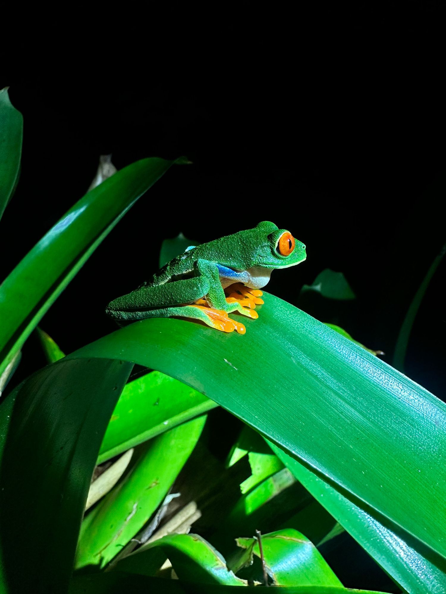 Small green tree frog resting on a leaf among lush foliage in La Fortuna, Costa Rica