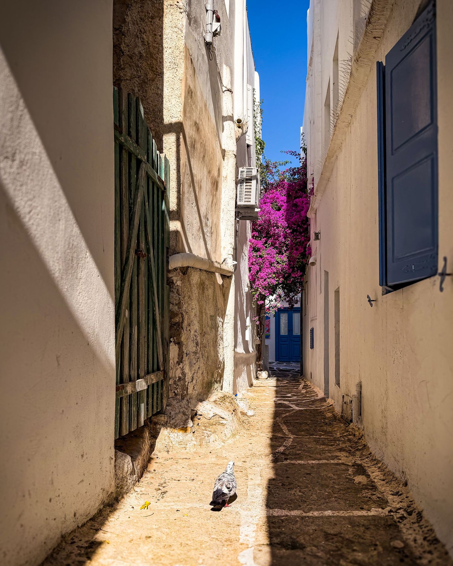 One pigeon standing in a narrow stone-paved alley between whitewashed buildings in Mykonos Town, Greece
